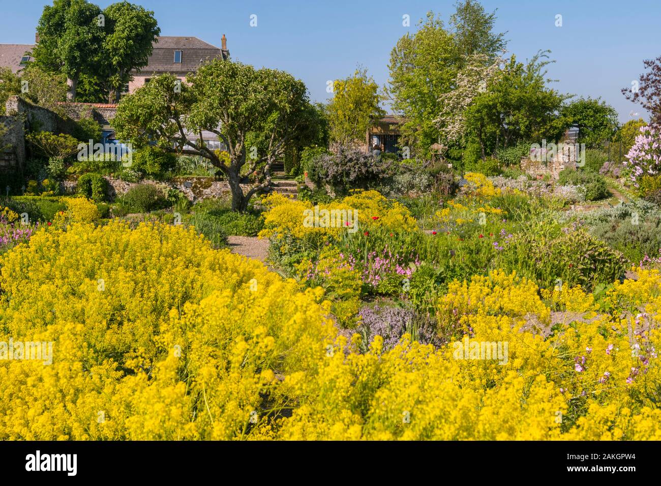 Francia, Somme, Baie de Somme, Saint-Valery-sur-Somme, l'Erbario è un giardino arroccato sui bastioni della città medievale, che una volta era il giardino delle monache e ha mantenuto un melo e secolare di uva spina, il giardino, costituito da tre terrazze, fu restaurato nel 1995 da una associazione di volontariato che continua a mantenere e si può aprire al pubblico Foto Stock