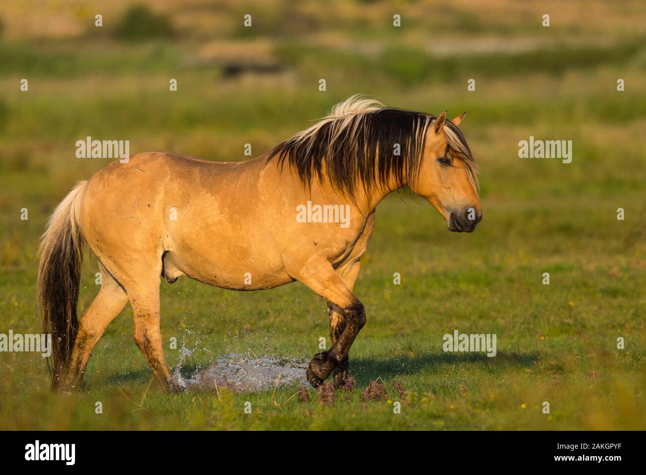 Francia, Somme, Baie de Somme Le Crotoy, Henson cavalli nelle paludi, questa razza è stata creata nella baia di Somme per la passeggiata equestre e eco-pascolo Foto Stock