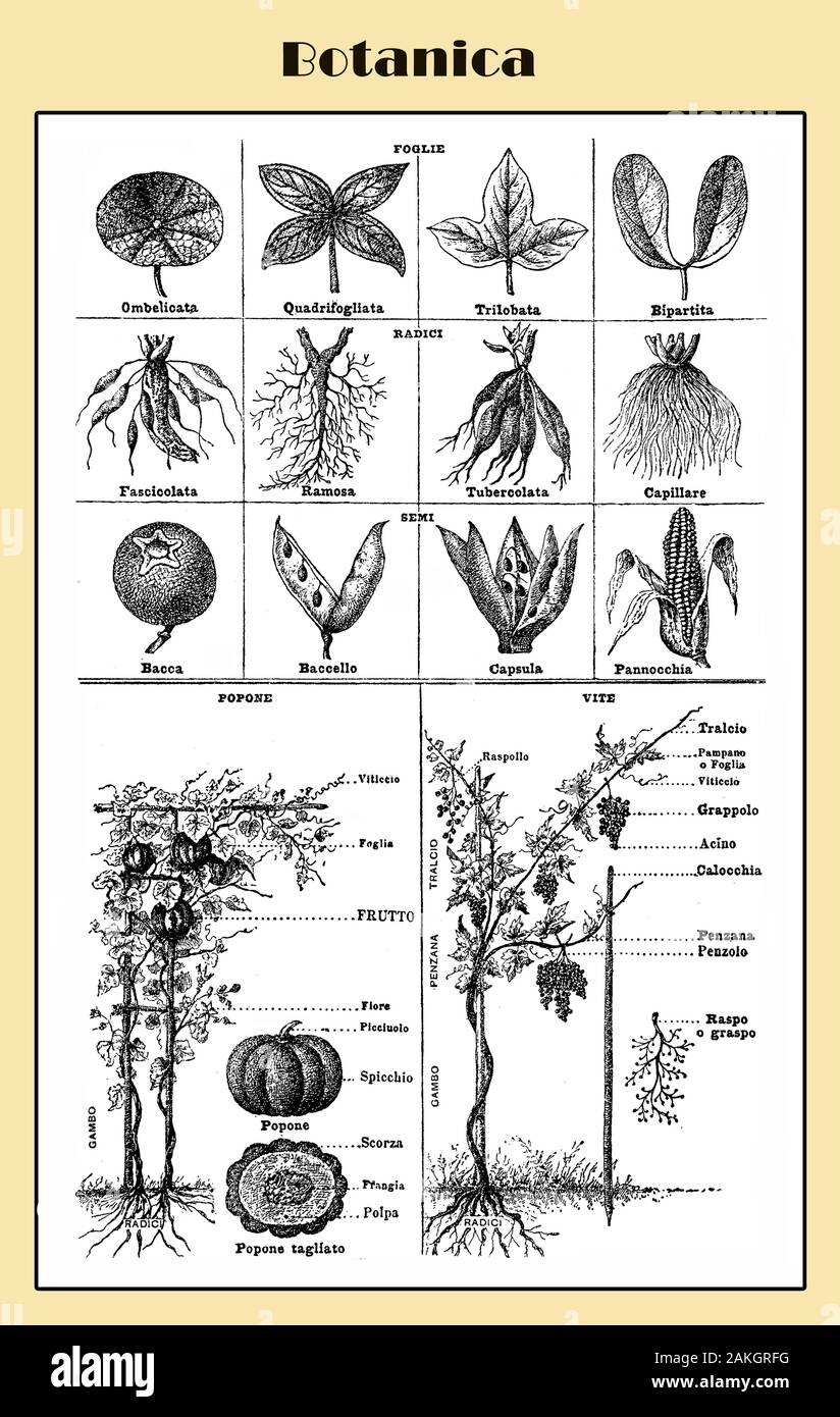 La botanica, illustrata lessico italiano tabella con morfologia delle piante, la struttura e il sistema di root Foto Stock