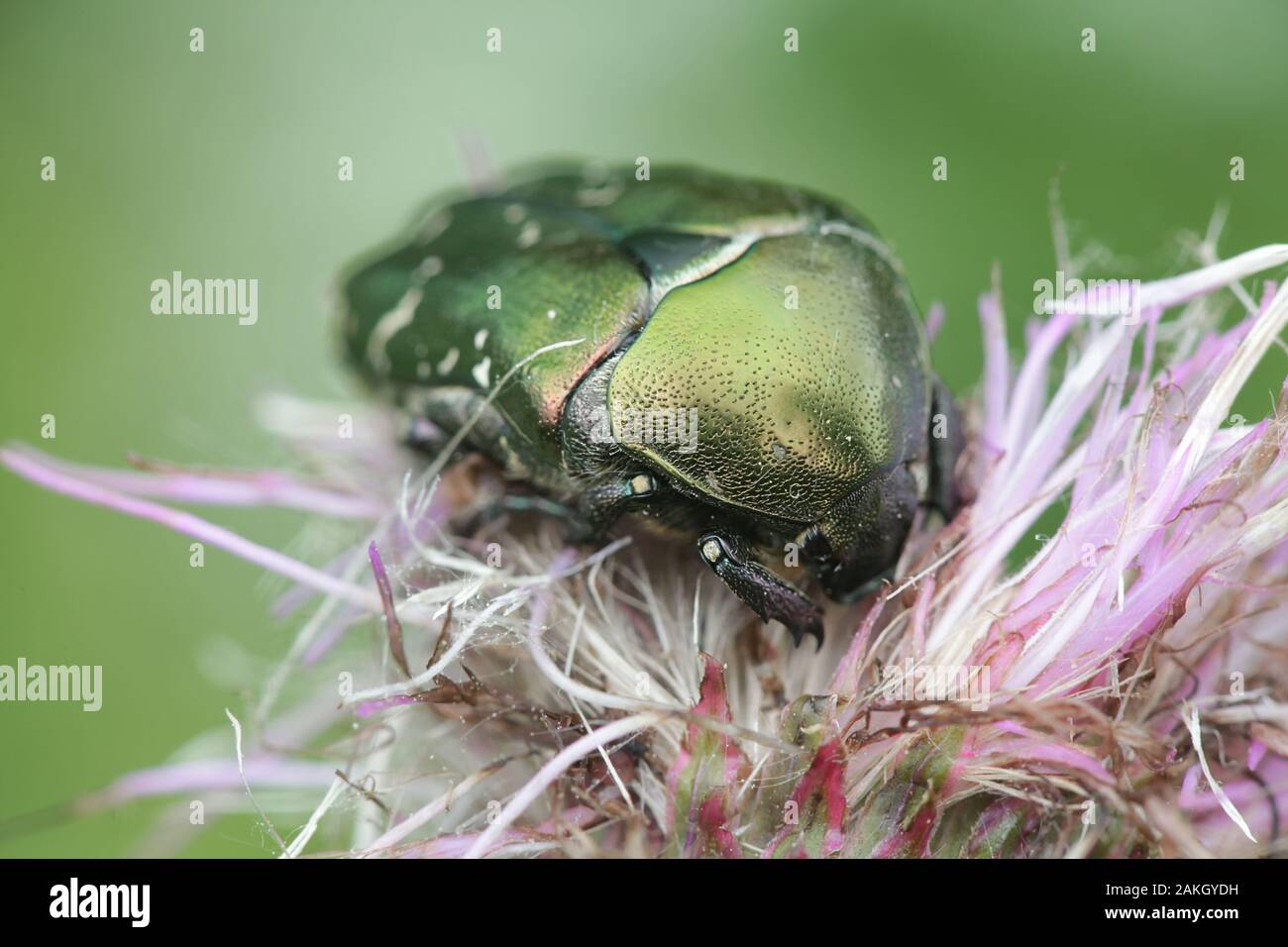 Cuprea Protaetia, noto come il rame, chafer avanzamento sul campo thistle in Finlandia Foto Stock