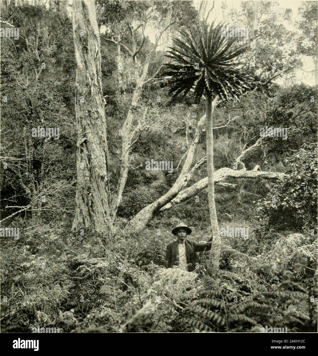 Expeditions organizzato o partecipato dal Smithsonian Institution.. . Fig. 75.-un albero fern {Cihotium nioizicsii) vicino a Puu Waawaa, Hawaii. Theundergrowth è un comune fern (Dryoptcris fuscoatra) trovato in gran parte della foresta thewet ad un'altitudine di 3.000 piedi. N° 17 SMITHSONIAN esplorazioni, MI916 71 miglia quadrate. Queste paludi si trovano vicino ai vertici di ridgesin regioni di pioggia pesante, sono prive di alberi e arbusti,e il porto di un peculiare vegetazione. Molte specie che formano più orless tussocks globose che si elevano al di sopra del livello generale di thebog. La più interessante di queste piante tussock un Foto Stock