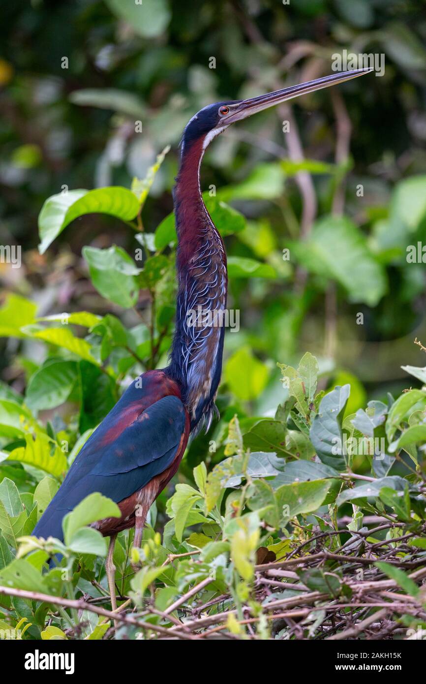 Il Brasile, Mato Grosso, Pantanal area , Agami Heron (Agamia agami) Foto Stock