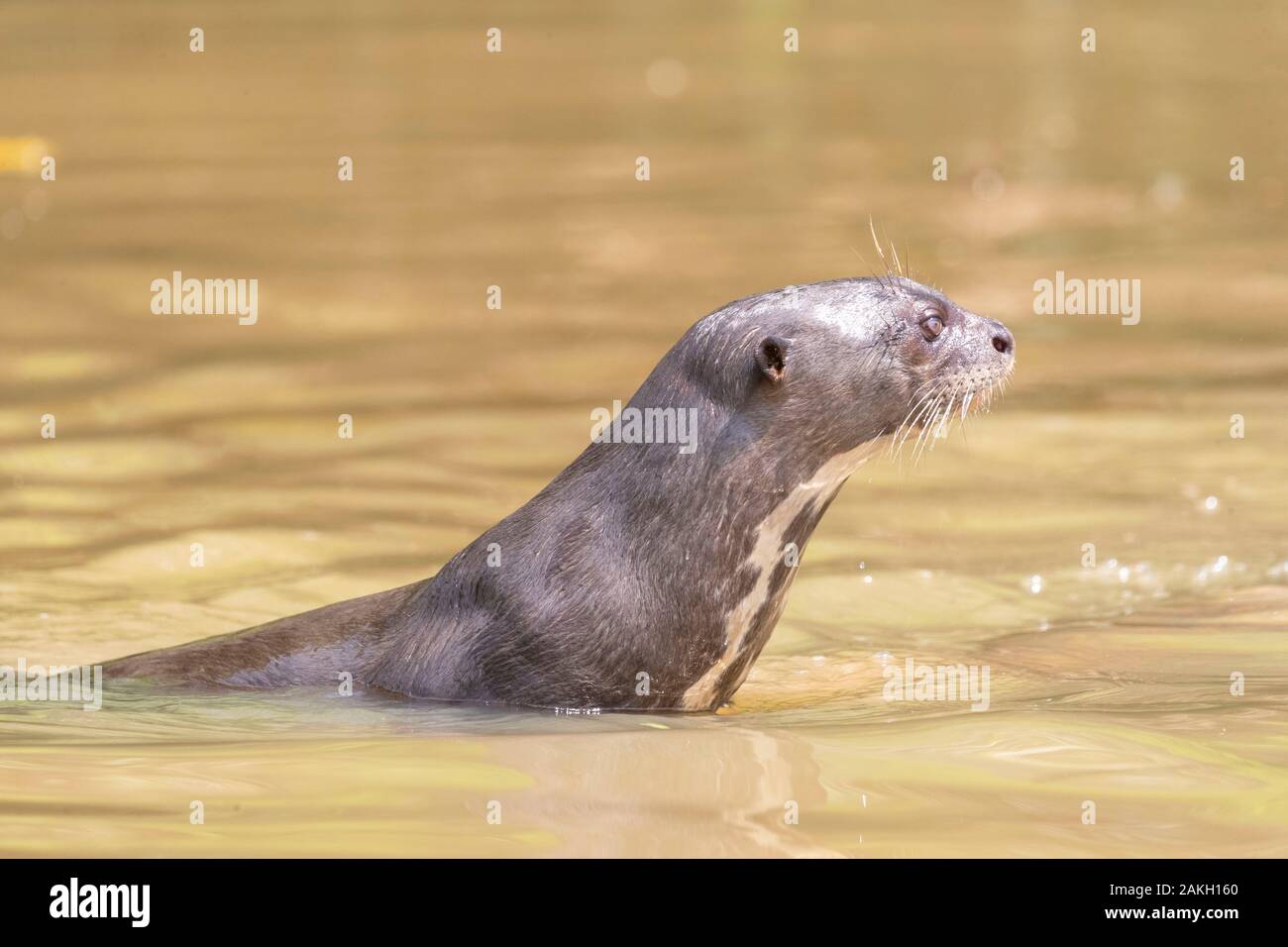 Il Brasile, Mato Grosso, Pantanal area, lontra gigante (Pteronura brasiliensis) Foto Stock