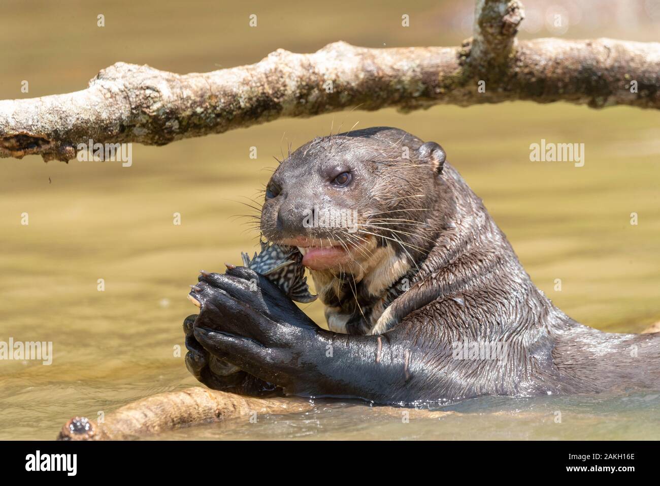 Il Brasile, Mato Grosso, Pantanal area, lontra gigante (Pteronura brasiliensis) Foto Stock