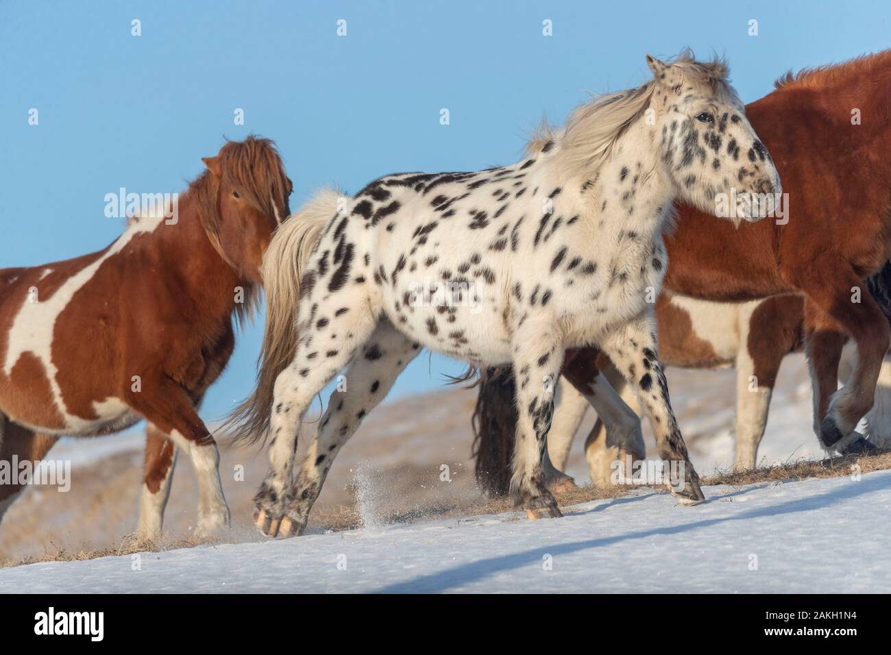 Cina, Mongolia interna, nella provincia di Hebei, Zhangjiakou, Bashang prateria, horsse in un prato coperto di neve Foto Stock