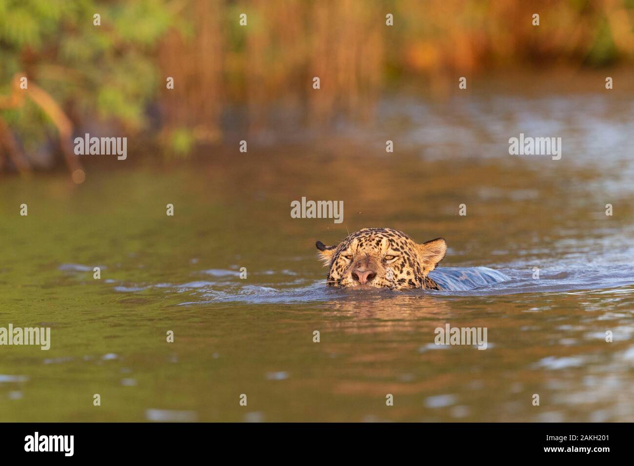 Il Brasile, Mato Grosso, area Pantanal, la Jaguar (Panthera onca),la caccia lungo le acque di un rio Foto Stock