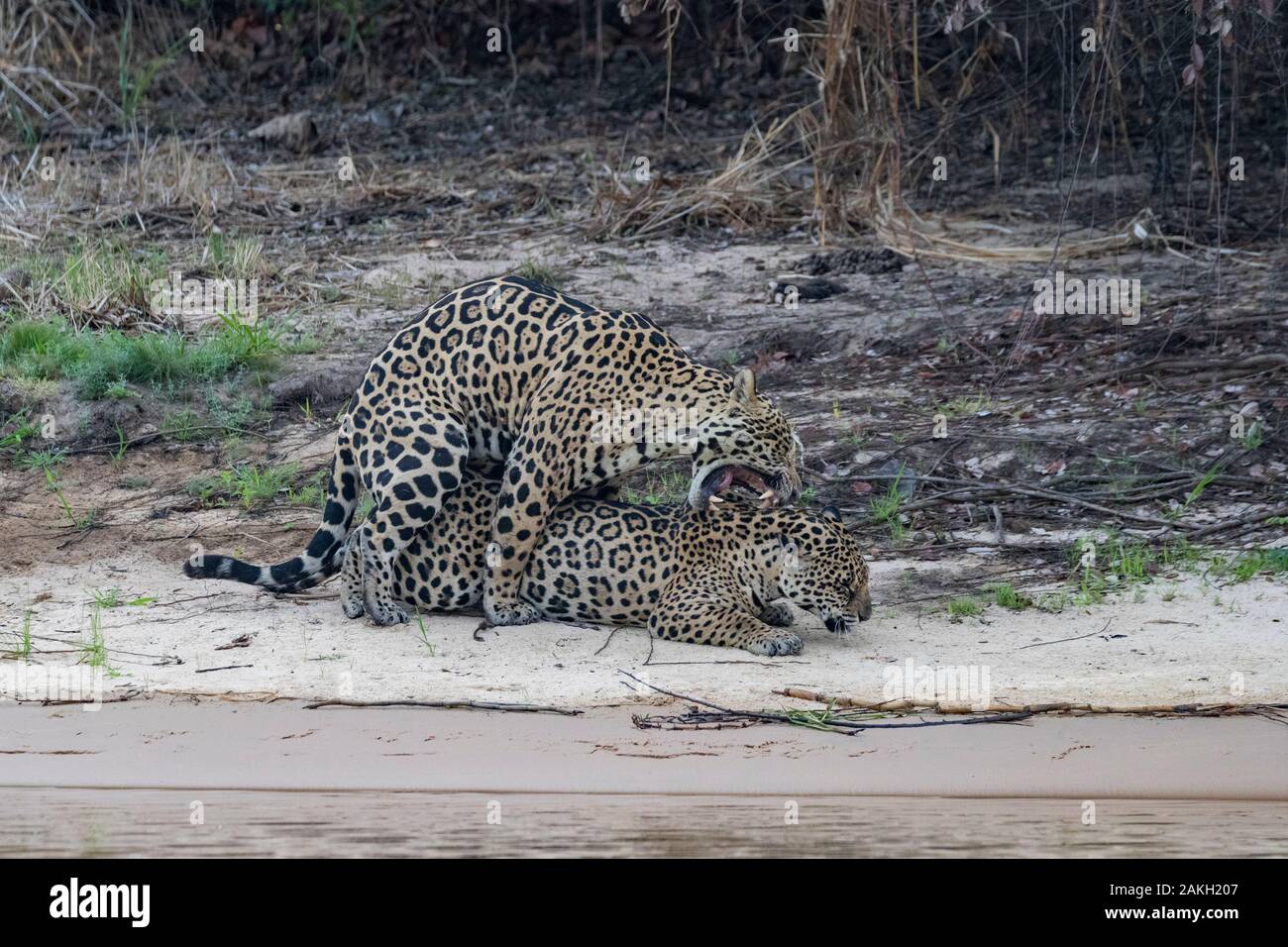 Il Brasile, Mato Grosso, area Pantanal, la Jaguar (Panthera onca), sessione di accoppiamento Foto Stock