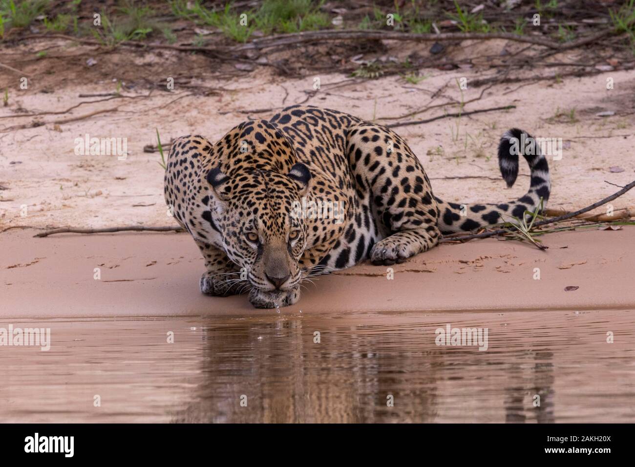 Il Brasile, Mato Grosso, area Pantanal, la Jaguar (Panthera onca), bere Foto Stock