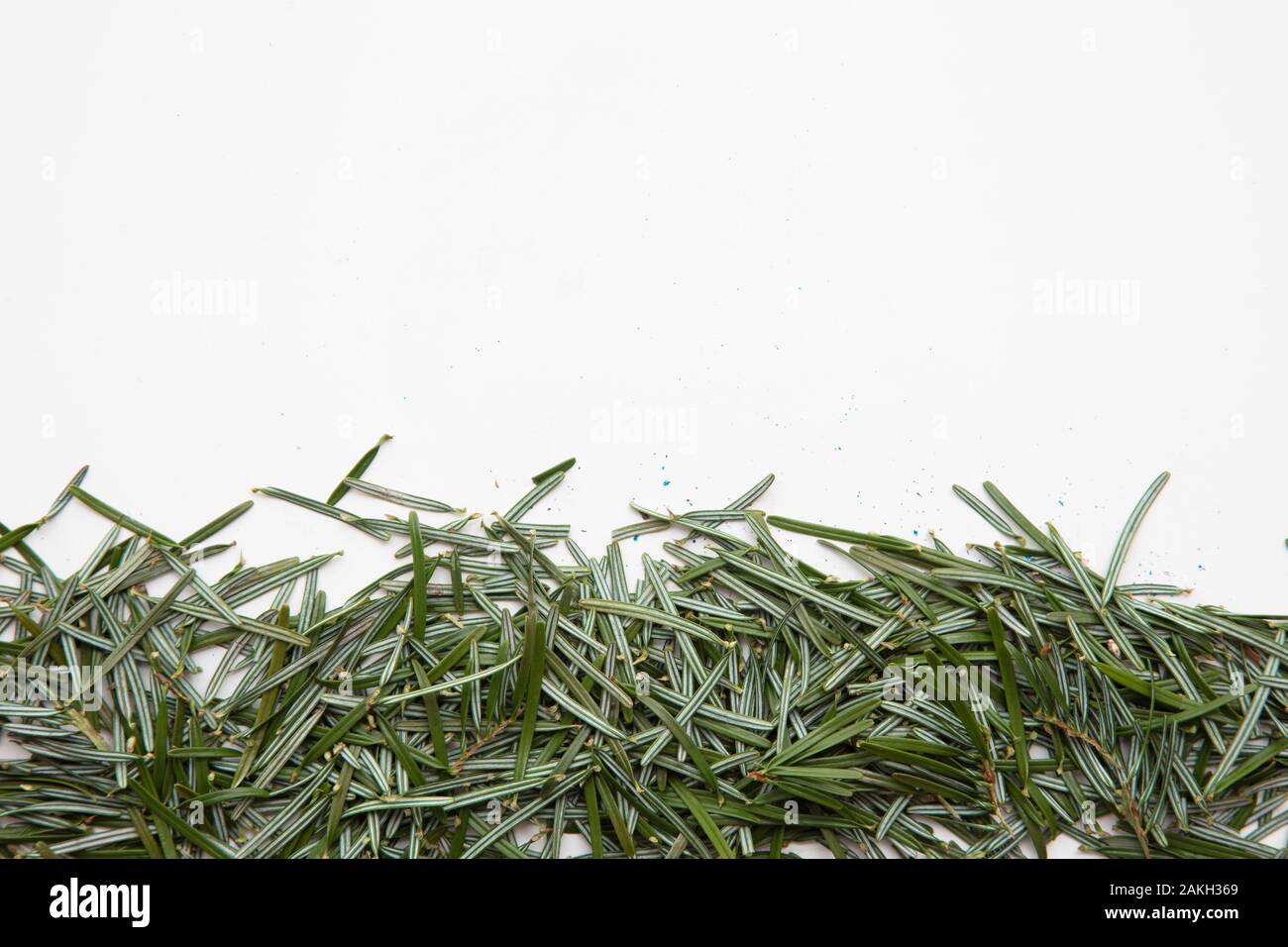 Gli aghi di pino su uno sfondo bianco pulizia dopo vacanze di Natale Foto Stock