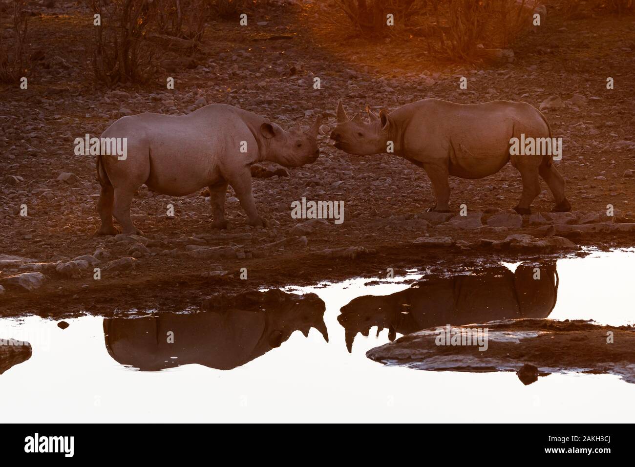 La Namibia, Oshikoto provincia, il Parco Nazionale di Etosha, rinoceronte nero (Diceros simum) in corrispondenza di un foro per l'acqua Foto Stock