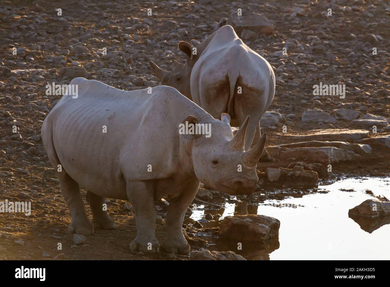 La Namibia, Oshikoto provincia, il Parco Nazionale di Etosha, rinoceronte nero (Diceros simum) in corrispondenza di un foro per l'acqua Foto Stock