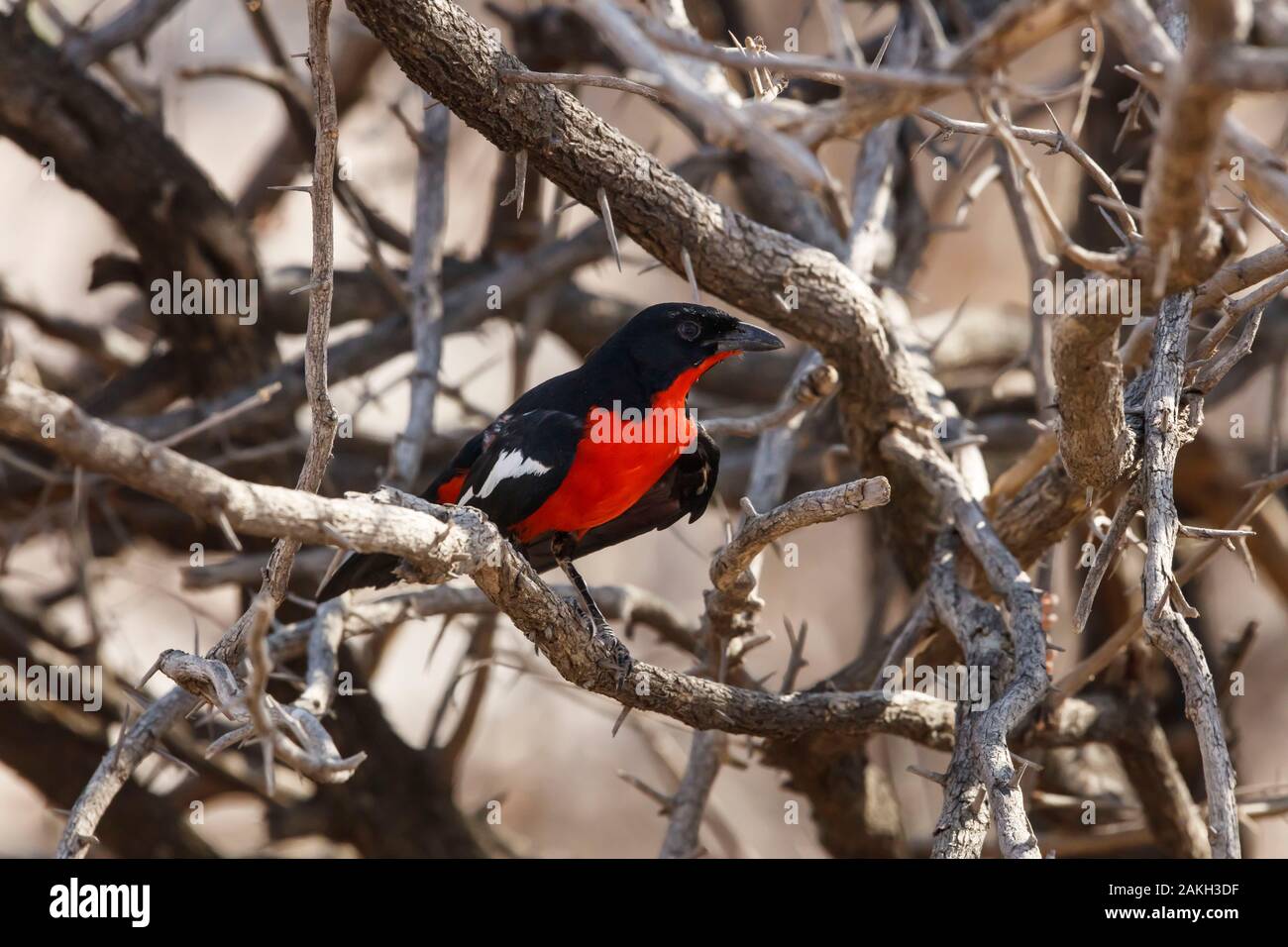La Namibia, Kavango provincia, Bwabwata National Park, crimson breasted shrike (Laniarius atrococcineus) Foto Stock