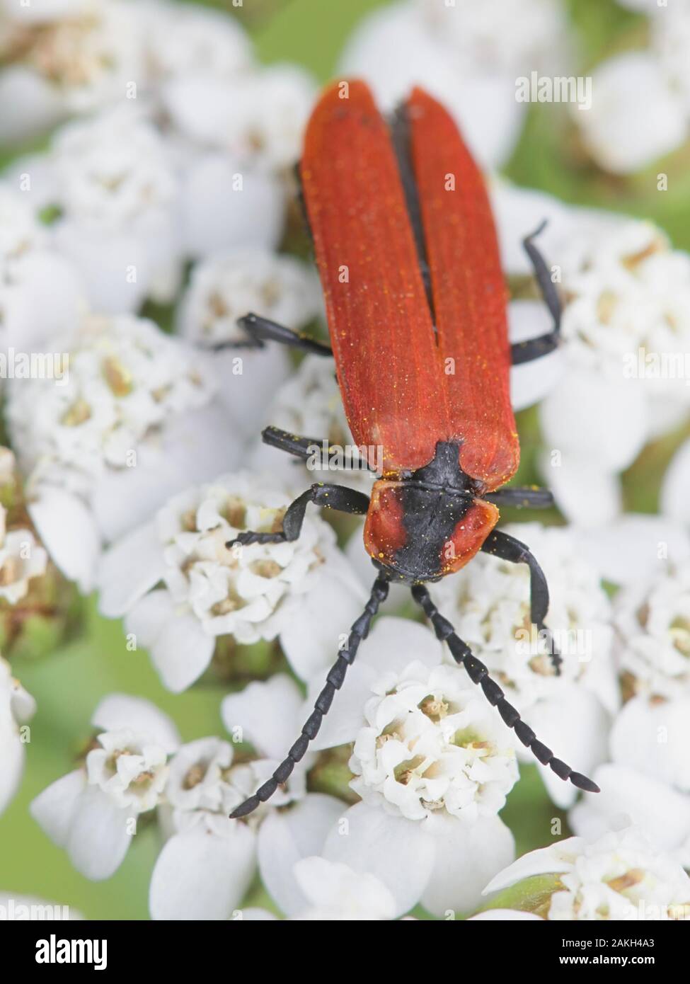 Sanguineus Lygistopterus, un rosso net-scarabeo alato dalla Finlandia sulla alimentazione yarrow Foto Stock