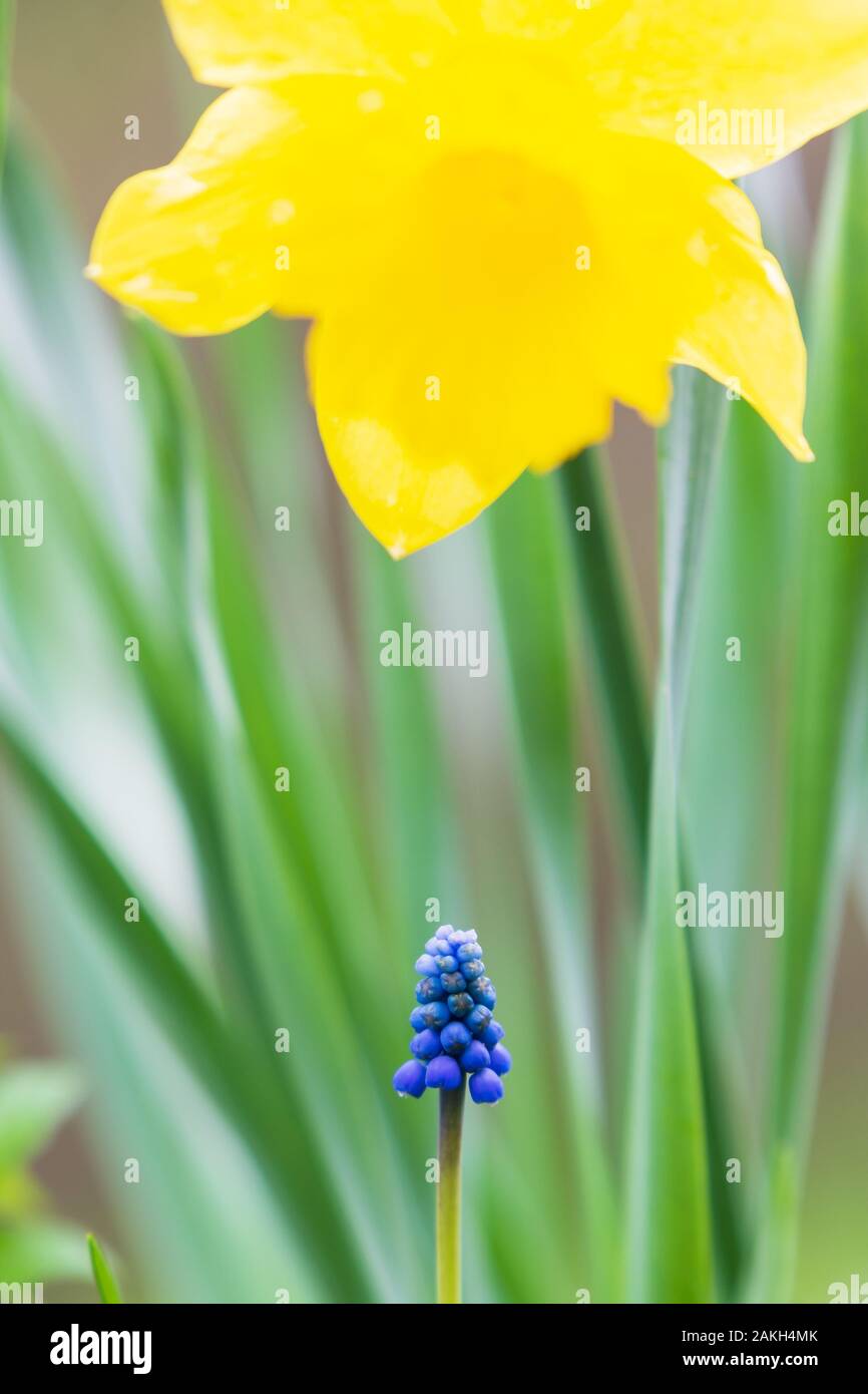 Uva e giacinto daffodil, fiori di primavera nel giardino Foto Stock