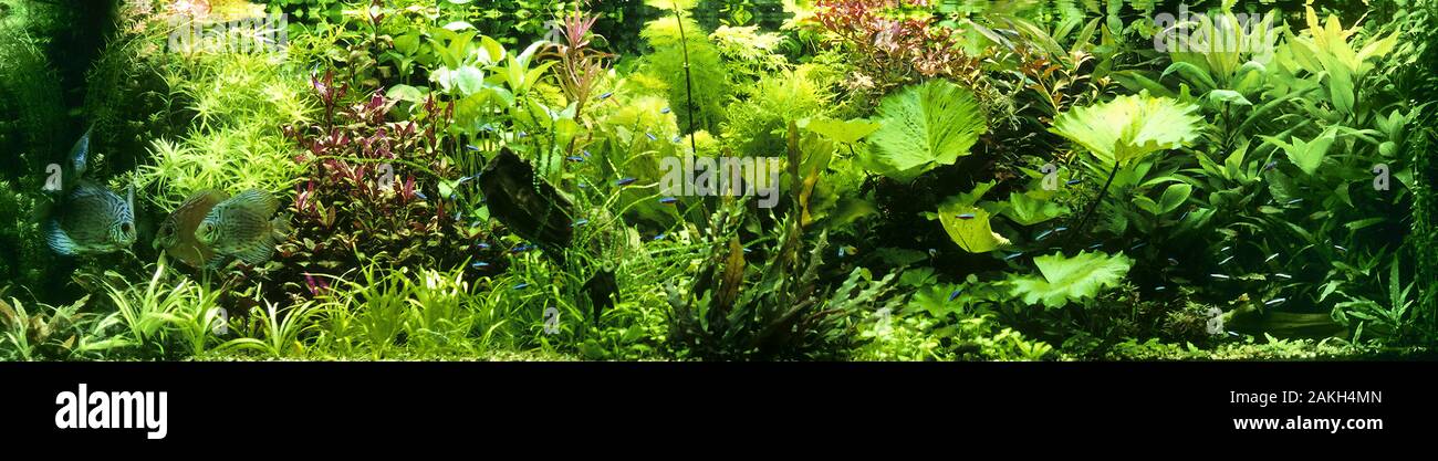 Acquario Eingerichtetes, Gesellschaftsbecken, Warmwasseraquarium, tropisches Süßwasser-Aquarium, Aquarium, pesce serbatoio. Diskusfisch, Diskus-Fisch, Disku Foto Stock