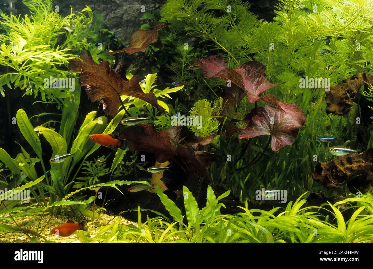 Acquario Eingerichtetes, Gesellschaftsbecken, Warmwasseraquarium, tropisches Süßwasser-Aquarium, Aquarium, pesce serbatoio. Schwarzer Neon, Schwarzer Neonfi Foto Stock