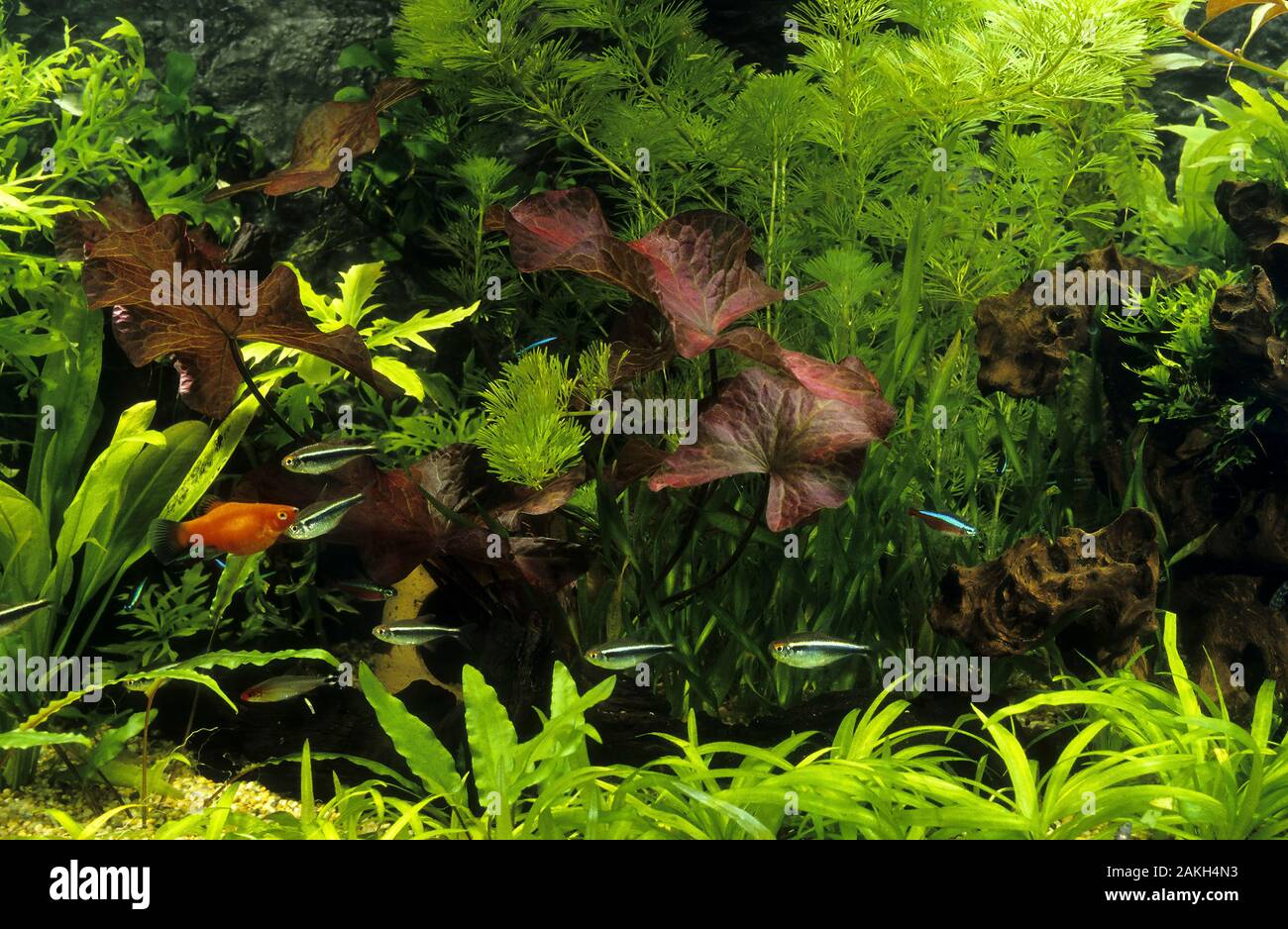 Acquario Eingerichtetes, Gesellschaftsbecken, Warmwasseraquarium, tropisches Süßwasser-Aquarium, Aquarium, pesce serbatoio. Schwarzer Neon, Schwarzer Neonfi Foto Stock