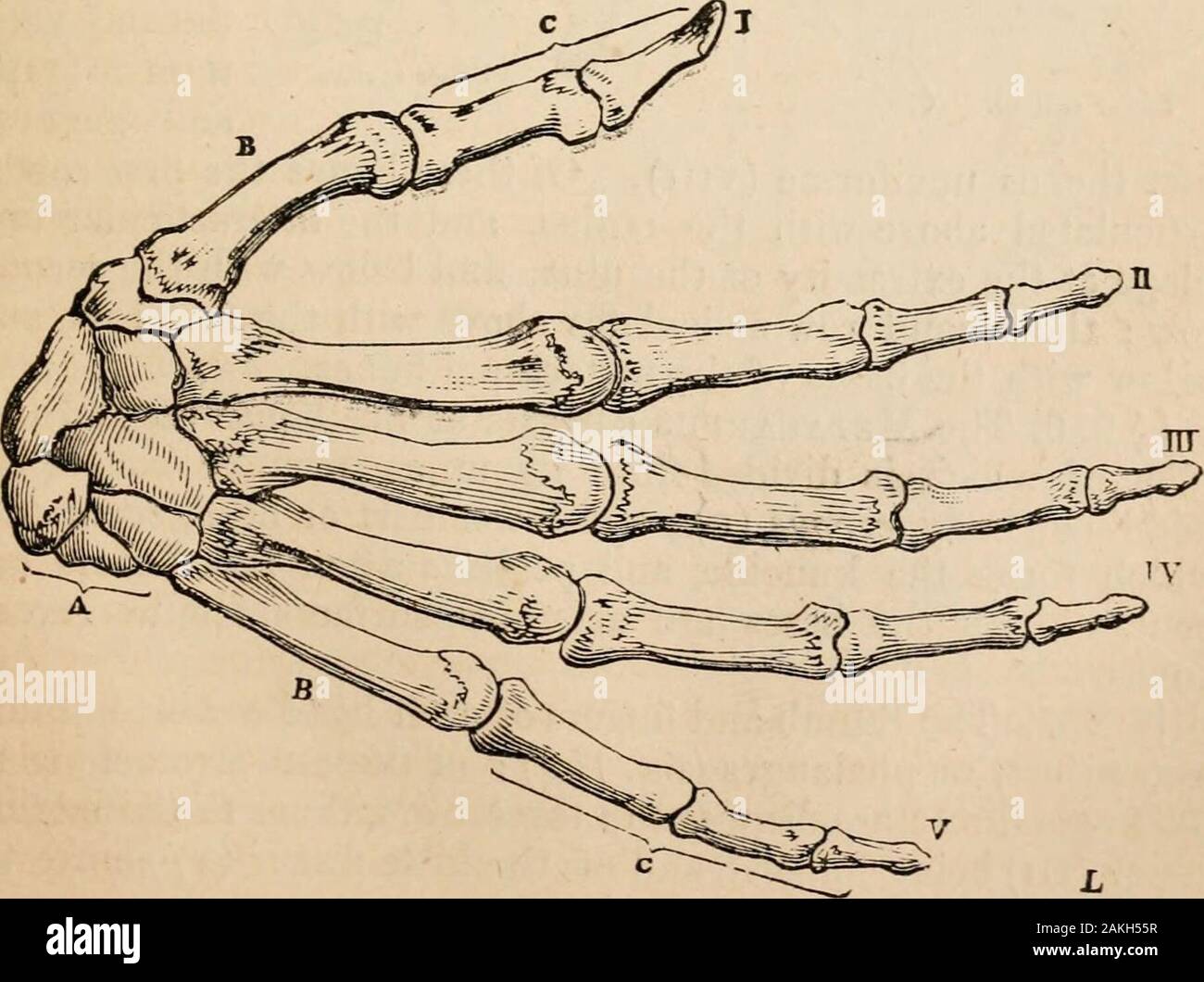 Contorni della fisiologia comparate toccando la struttura e lo sviluppo delle razze di animali viventi e estinti : per l'uso di scuole e collegi . il raggio ; e come tale parte è stata Yig. 153progettato per eseguire la pronazione e supinazione, apeculiar disposizione meccanica è stato necessario forthese importanti risoluzioni. Testa rotonda della ra-dius (fig. 153, n) è vincolato da un fermo anulare di liga-mento per l'ulna (MI), e la concavità sulla sua sur-faccia è ricevuto in una convessità corrispondente sul condilo theouter dell'omero. Di conseguenza entrambi bonesmove all'omero, in atti di flessione andextension, Foto Stock