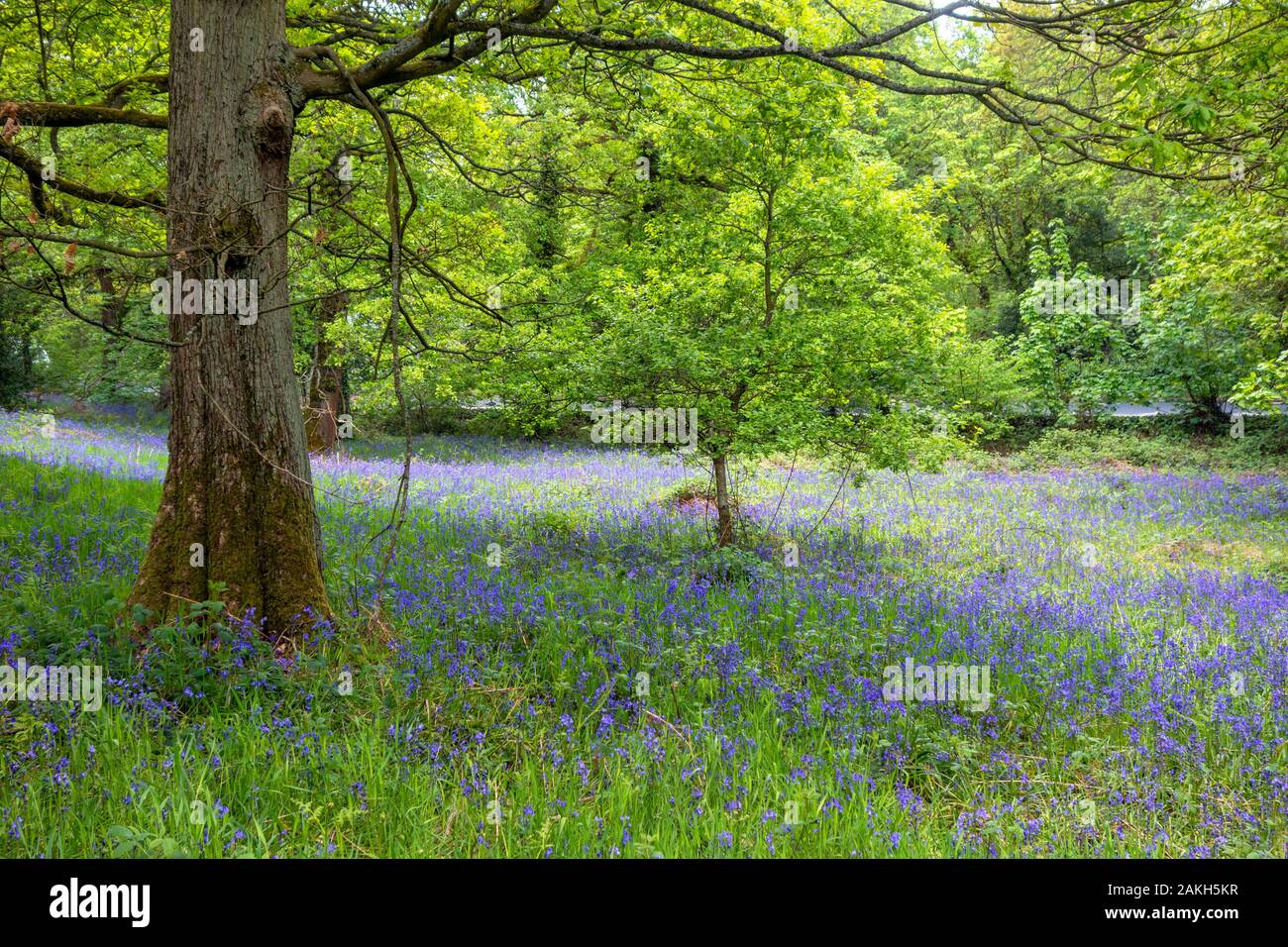 Bluebells in un bosco vicino Honley, West Yorkshire, Inghilterra, Regno Unito Foto Stock