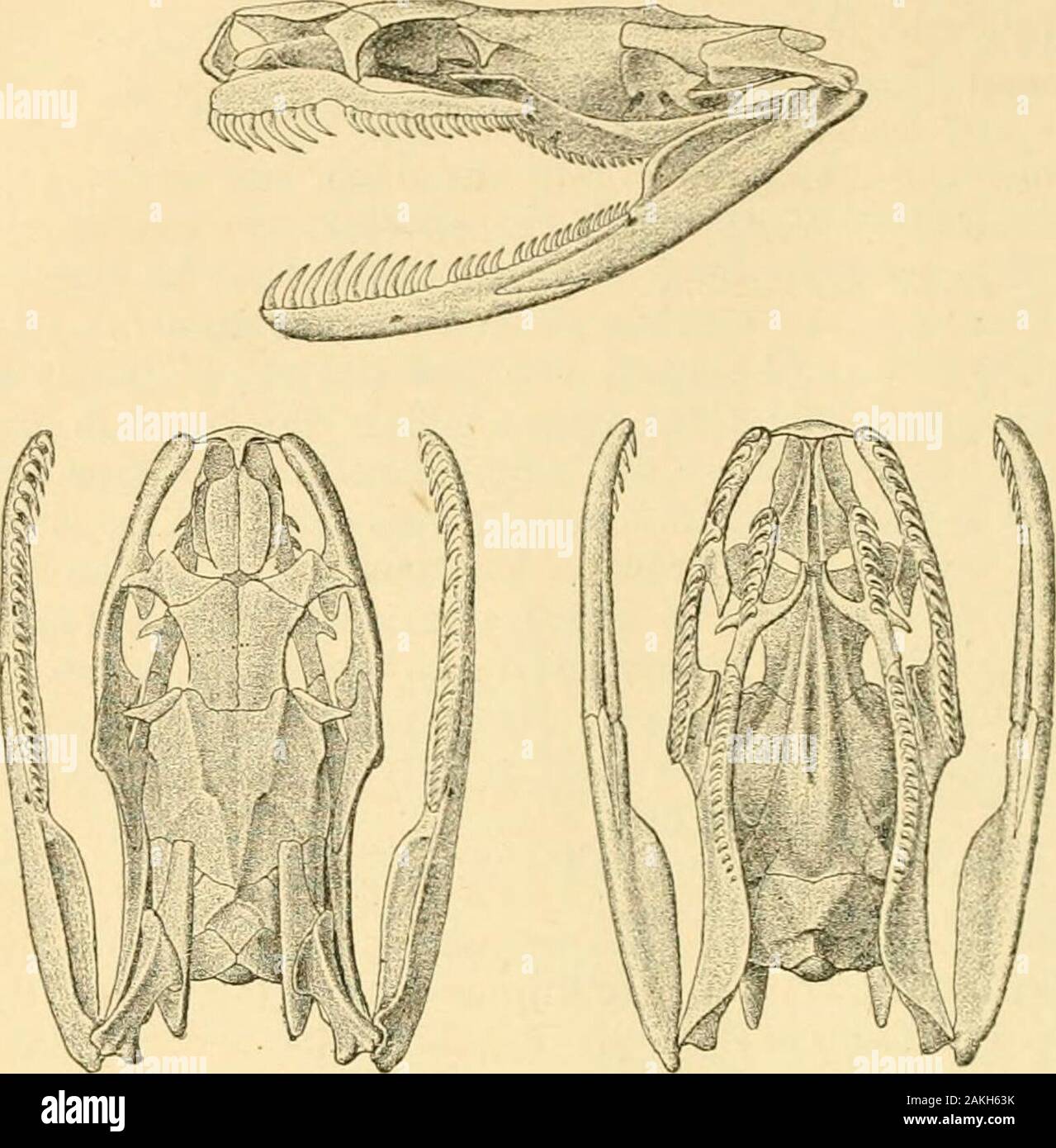 Catalogo dei serpenti nel British Museum di Storia Naturale) .. . Serp. ii. p. 104 (1837).Boiiedon, Dum. (^ Bibr. Mem. Ac. Sc. XXIII. 1853, p. 400, e ERP. Gen. vii. p. 357 (1854); Jmi, Elenco sist. OJid. p. 95 (1863).Alopecion, Dum. Sf Bibr. II. cc. pp. 462, 416.Eugiiathus, Dum. Sf Bibr. Erp. Gen. vii. p. 404.Holuropholis, A. Dum. Bev. et Maq. Zool. 1856, p. 465 ; Gdnth. Cat. Col. Sn. p. 200 (1858); Jan, I. c. p. 98.Boodou, Gimth. I. C. p. 198; Paters, Reise n. Mossamb. iii. p. 133 (1882), le cinque o si.x antero denti mascellari ingrandita, formando aslightly serie interrotta con il re Foto Stock