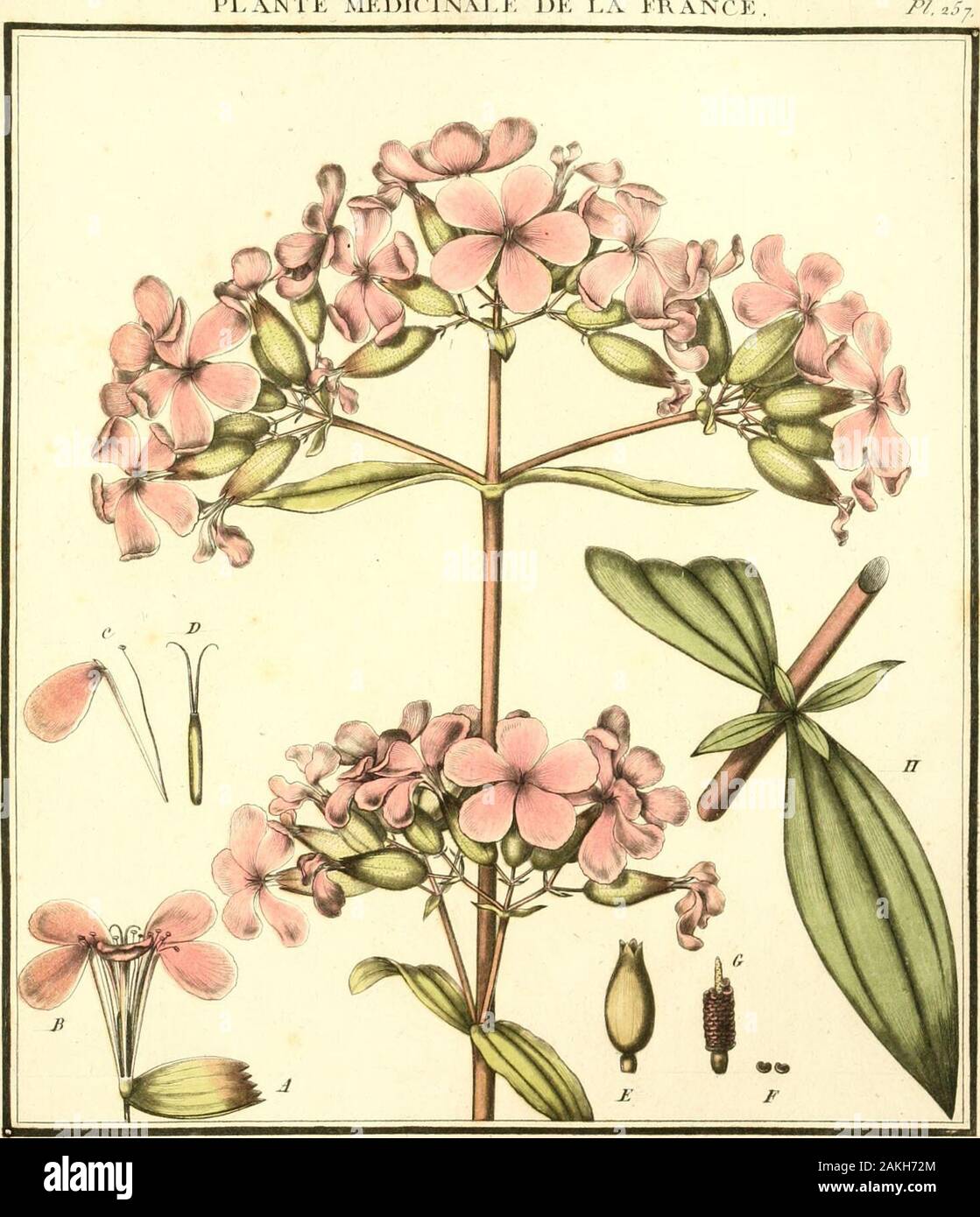 Herbier de la France; ou, raccolta complette des plantes indigenes de ce royaume; avec leurs proprits, et leurs usi en medecine . etpafsuiât en onu oit p/usiaos n/efs surmon/ps dunepeti/e profuôetune* ^ut ae^uiertpur deçre dtunwire onu de à un ^ (u/nrs uupfus et^hr-Pie le chapeau {/ONU Û^/orte oui un (/es feuiffcts entiers àes i/tstincts ,de<i- (/enu-/eui//ets,dej- parti (te^iiiWe/s (^ejc.r /ea///ets eJtàers sont un peu deeurrens sur /e PEC/icuïe tant (fue /e e/ionpiyno/ho estjaine;ils deuietment àùres lors out/ est auanoe en lUfe ;dans oeteùitau^sL à chapeaa i/uni. ou it deotent eùnt stit Foto Stock