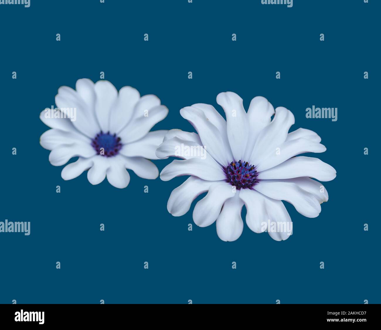 Bianco isolato African daisy, Osteospermum, fiori su sfondo blu Foto Stock