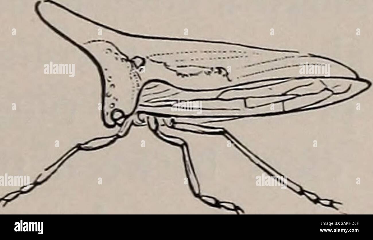 Storia naturale di animali; . generalmente HEMIPTERA: albero tramogge. 183 denominato i diciassette anni di locusta, ma essa non è in alcun sensea Locust, e non deve essere chiamata da questo nome. Il nome diciassette anno è dato dal beliefthat appare nello stesso luogo solo una volta in sette anni teen. Il raccolto Dogday Fly è su un pollice lungo, thebody sopra nero, contrassegnato con il verde e la parte inferiore ricoperta con una sostanza bianca simile a farina.It viene visualizzato all'inizio dell'dog days, e il suo cantare-ing può essere sentito tra gli alberi attraverso centrodella giorno. Le pupe di questa specie e del Foto Stock