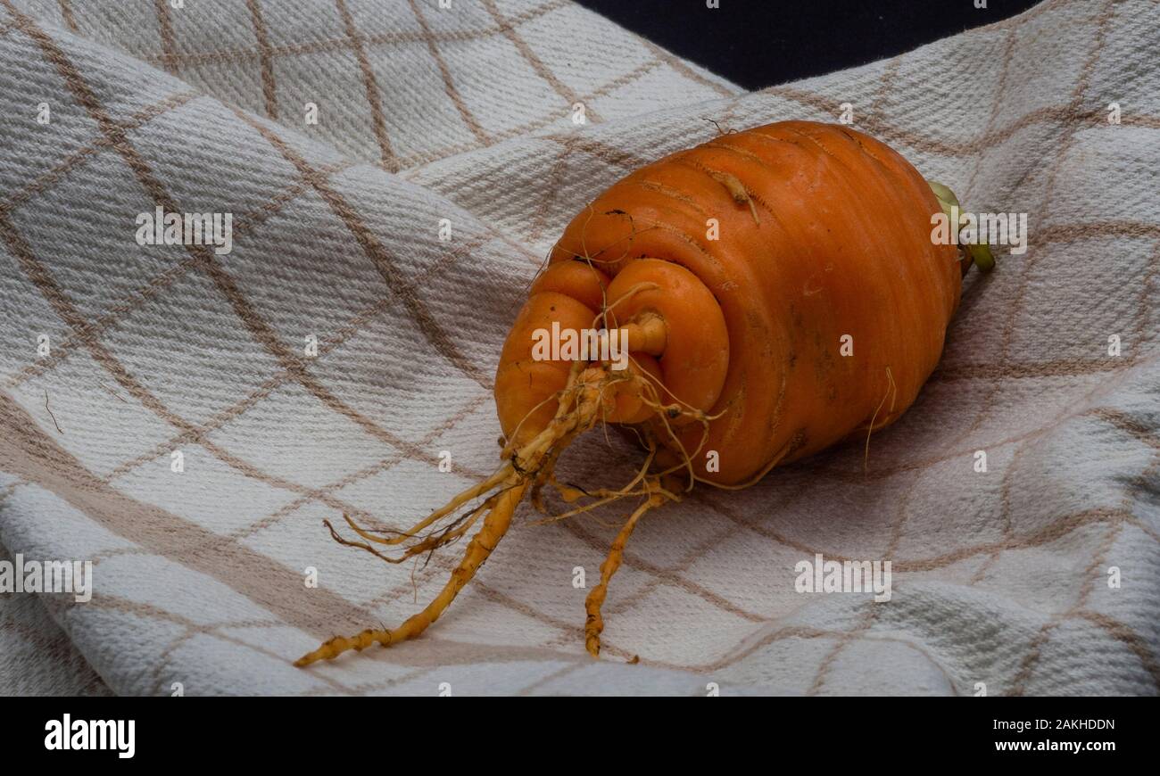 Carota ecologica diversi cercando Foto Stock
