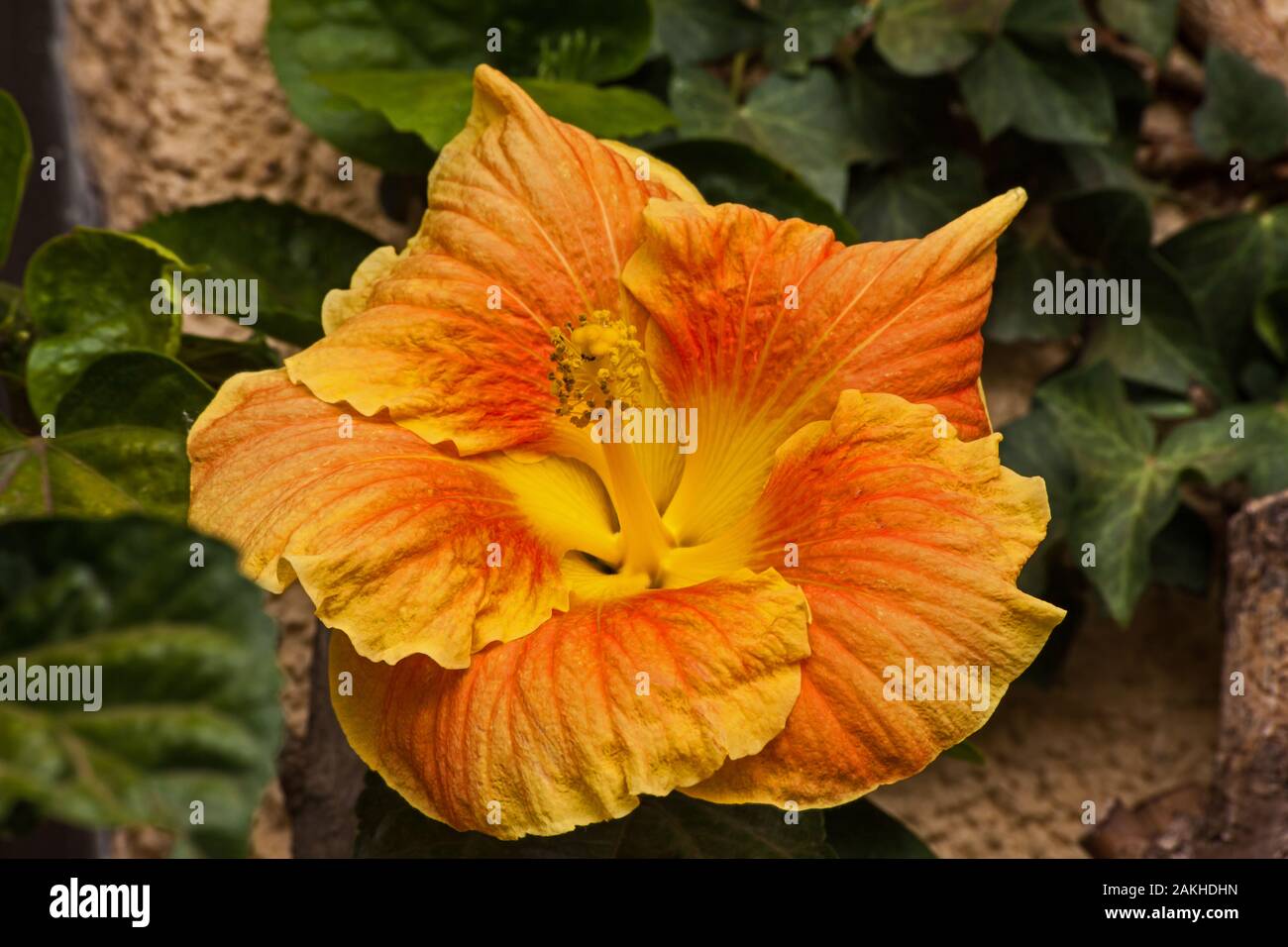 Hibiscus (Hibiscus rosa-sinensis) cultivar Foto Stock