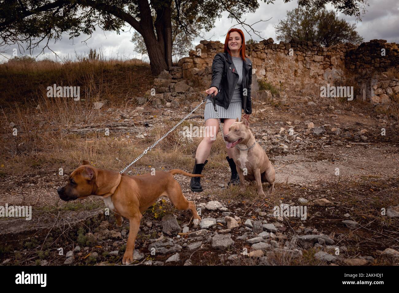 Bella giovane donna in una giacca di pelle e stivali pesanti passeggiando con due belle American Staffordshire pit tori in rigorosa dei collarini Foto Stock