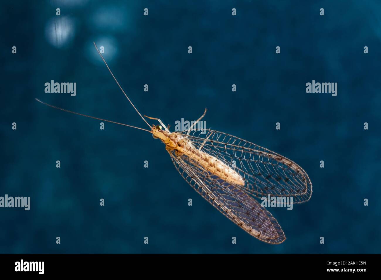 Lacewing Foto Stock