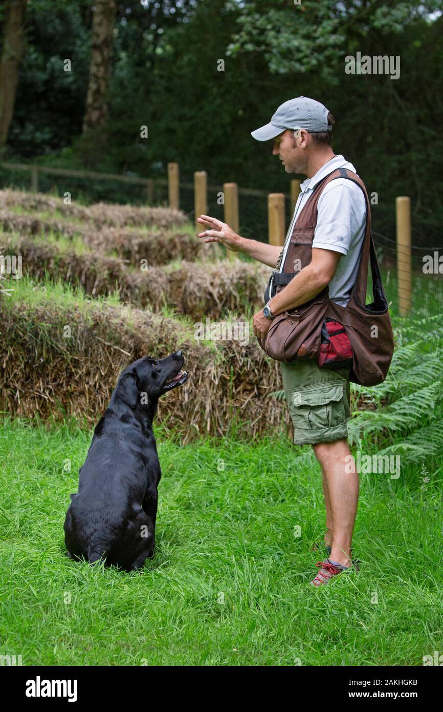 Addestratore del cane della pistola con il cane di lavoro di addestramento del Labrador Foto Stock
