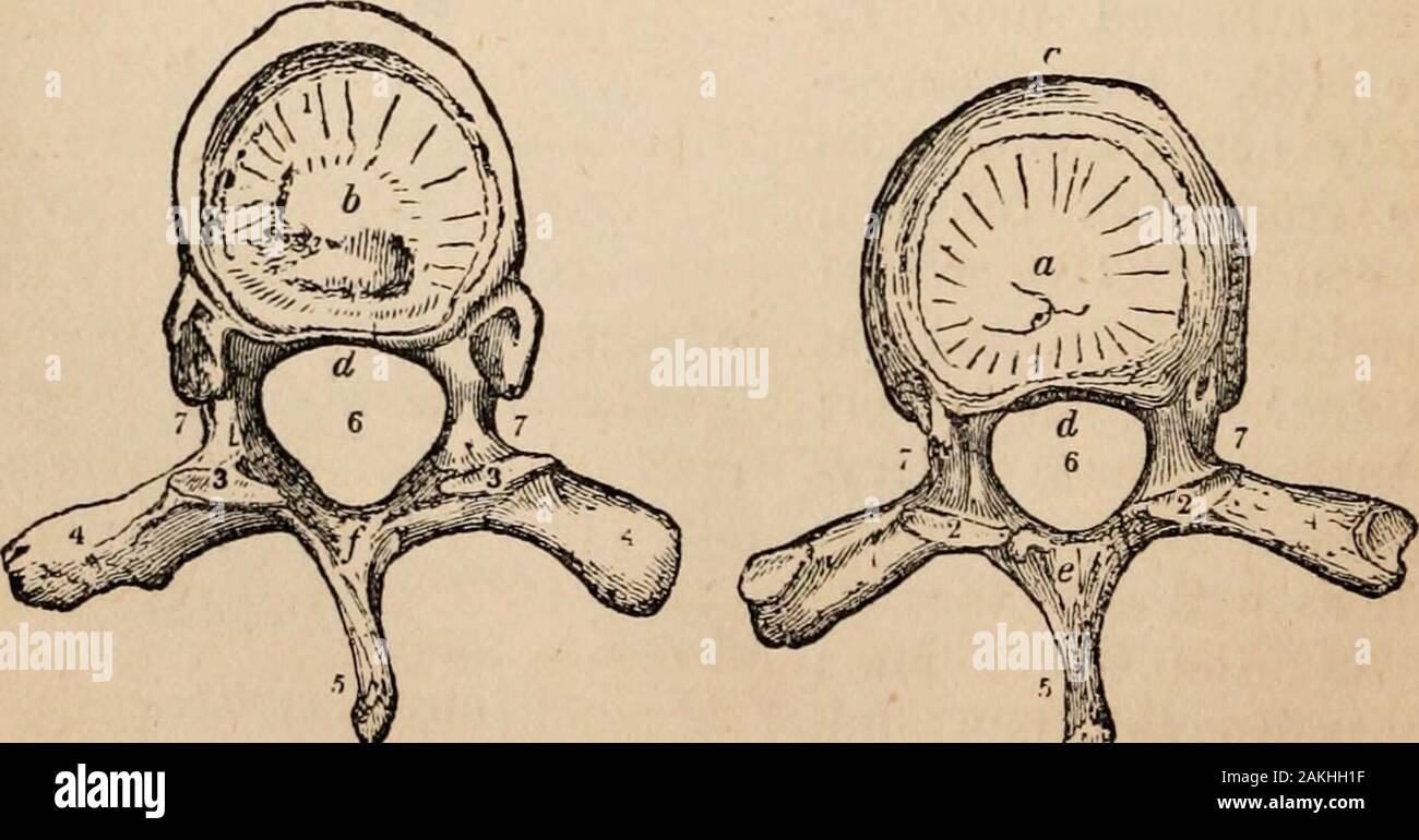 Contorni della fisiologia comparate toccando la struttura e lo sviluppo delle razze di animali viventi e estinti : per l'uso di scuole e collegi . tely sotto il potere di thelever. I movimenti delle ganasce di quadrupedi sarà treatedof più in dettaglio, quando la struttura anatomica del rumi-nants, carnivora e roditori è sotto inchiesta speciale. Il tronco. [§ 252. La maggior parte essenziale dello scheletro è la verte-colonna bral di cui il cranio può essere considerato un expan-Sion, costituito, come fa, di tre vertebre, gli elementi delle quali hanno subito grandi sullo sviluppo Foto Stock