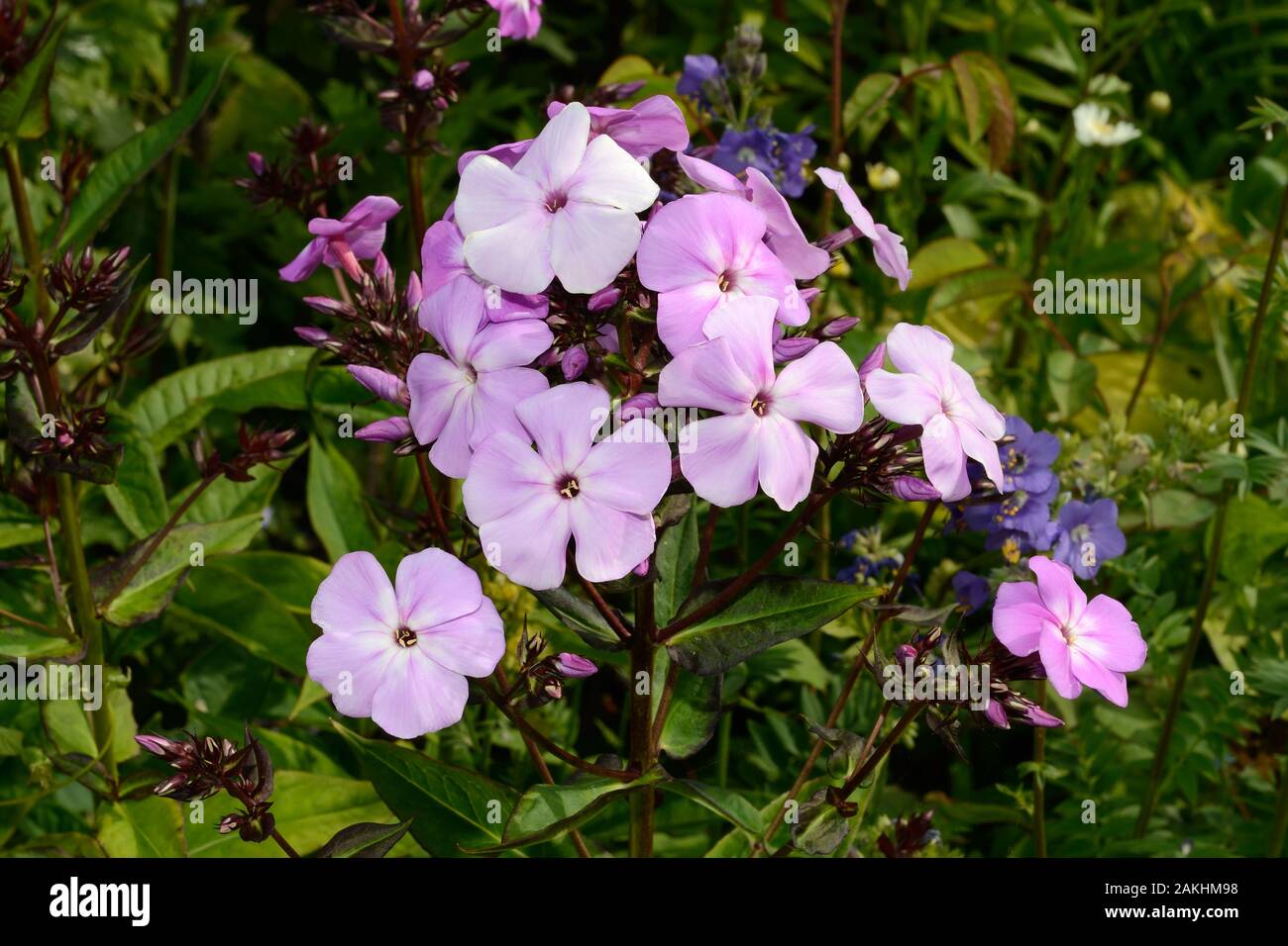 Phlox paniculata (giardino phlox) è originaria del Nord America dove si verifica nelle radure di bosco e prati. Foto Stock