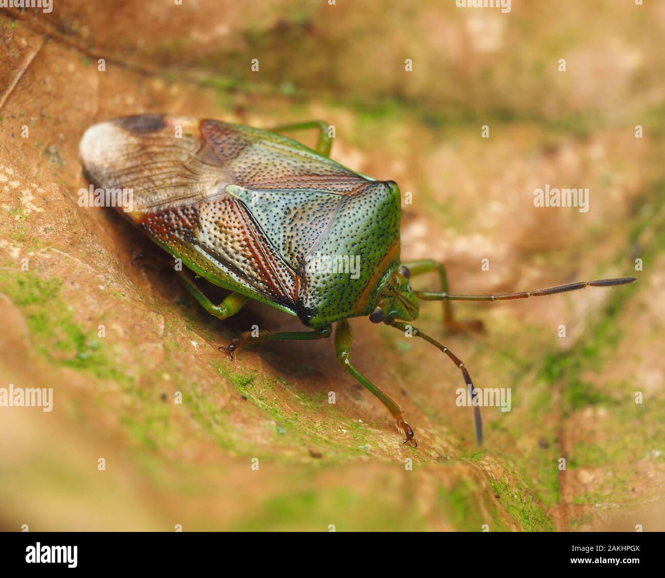 La Betulla Shieldbug (Elasmostethus interstinctus) all'interno di un vecchio a ricciolo foglia di quercia in inverno. Tipperary, Irlanda Foto Stock