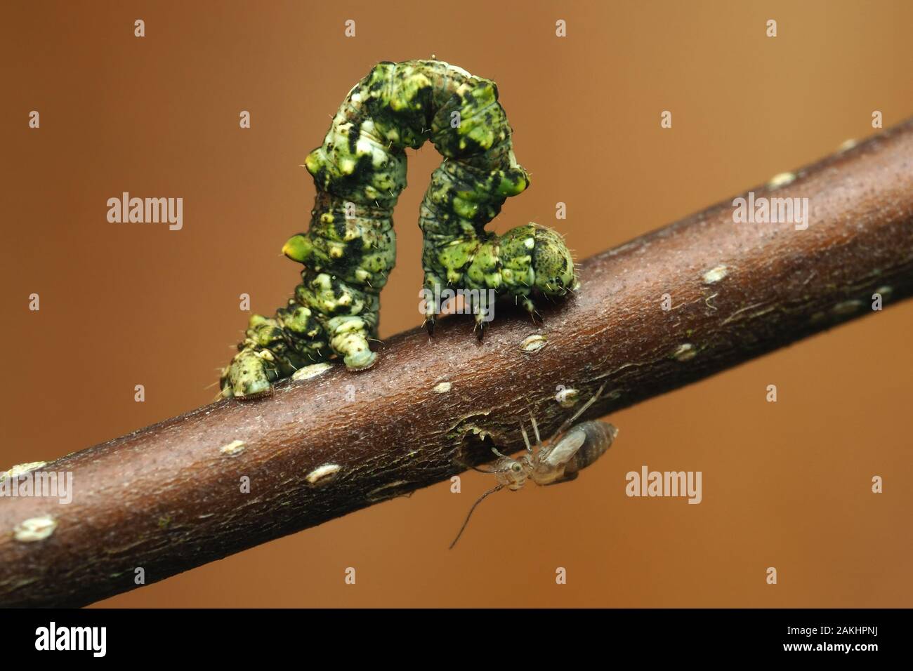 Il merletto di Bruxelles Tarma (Cleorodes lichenaria) caterpillar sul ramoscello in inverno con ninfa barkfly sotto. Tipperary, Irlanda Foto Stock