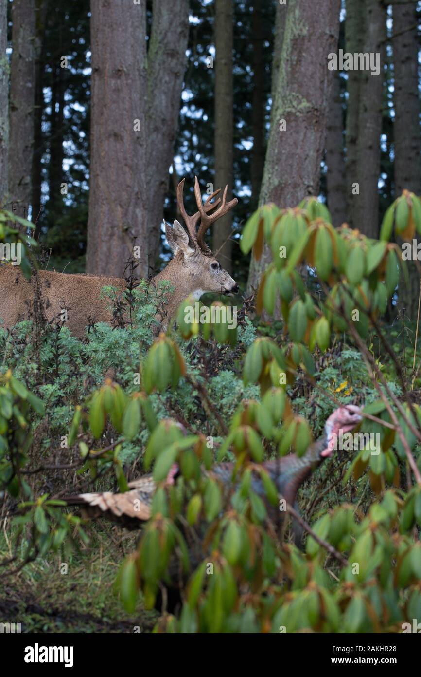 Un buck con grandi corna di cervo in background e il tacchino selvatico in primo piano in una zona boscosa di Eugene, Oregon, Stati Uniti d'America. Foto Stock