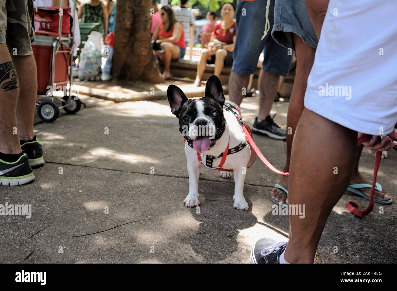 Rio de Janeiro, Brasile - 23 Febbraio 2019: i proprietari di cani si incontrano per celebrare il Carnevale con i loro animali. Foto Stock