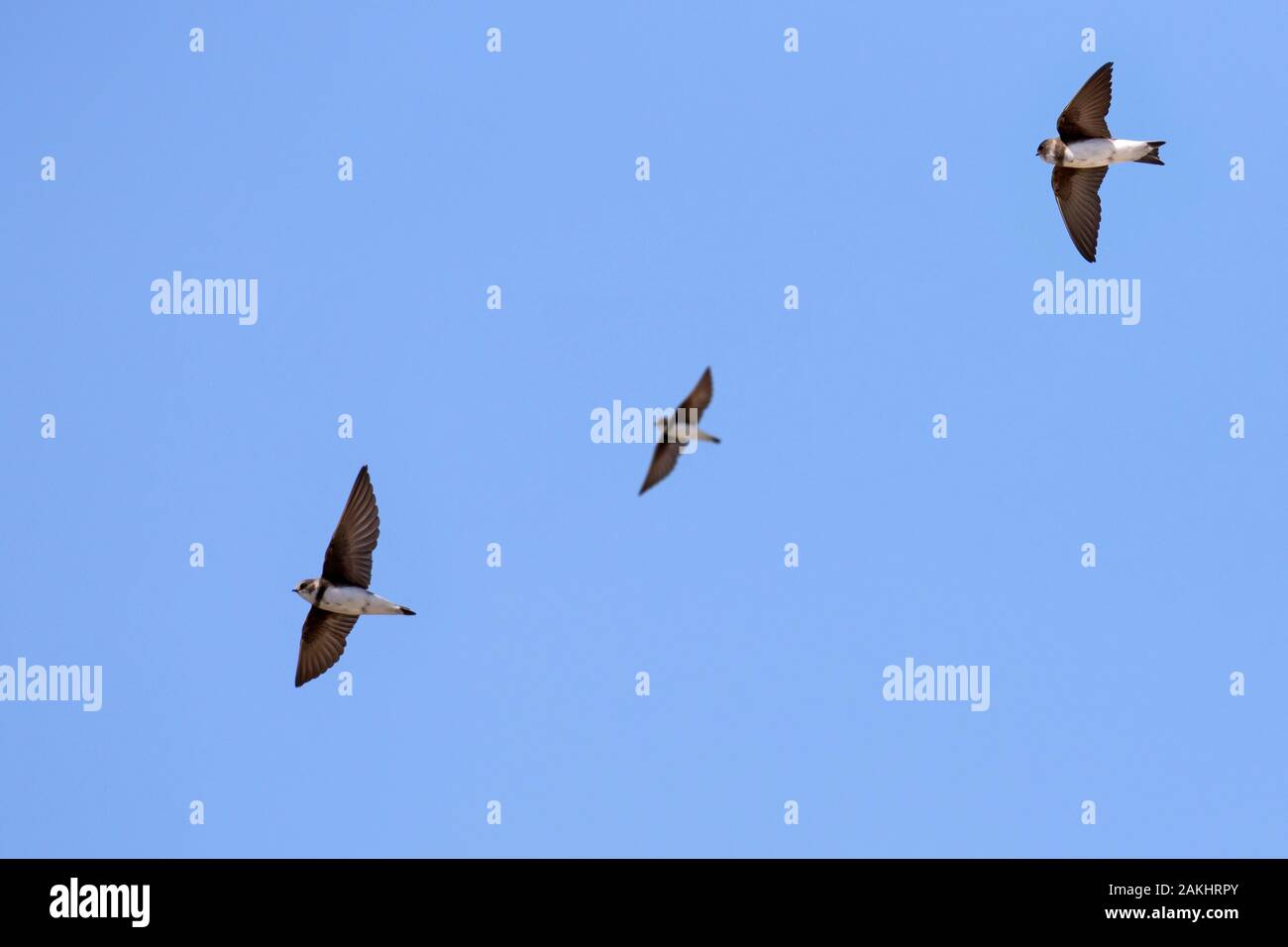 Tre sabbia europea martins / Banca rondini / sabbia a collare martin (Riparia Riparia / Hirundo riparia) in volo contro il cielo blu Foto Stock