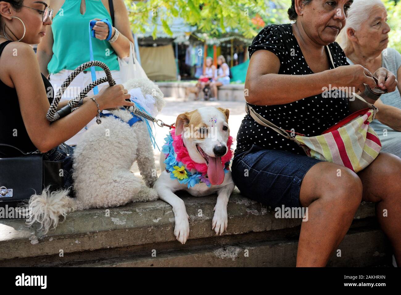 Sud America, Brasile - 23 Febbraio 2019: un costume cane è visto durante il cane Blocao festa di carnevale tenutasi a Tijuca, a Rio de Janeiro la zona nord. Foto Stock