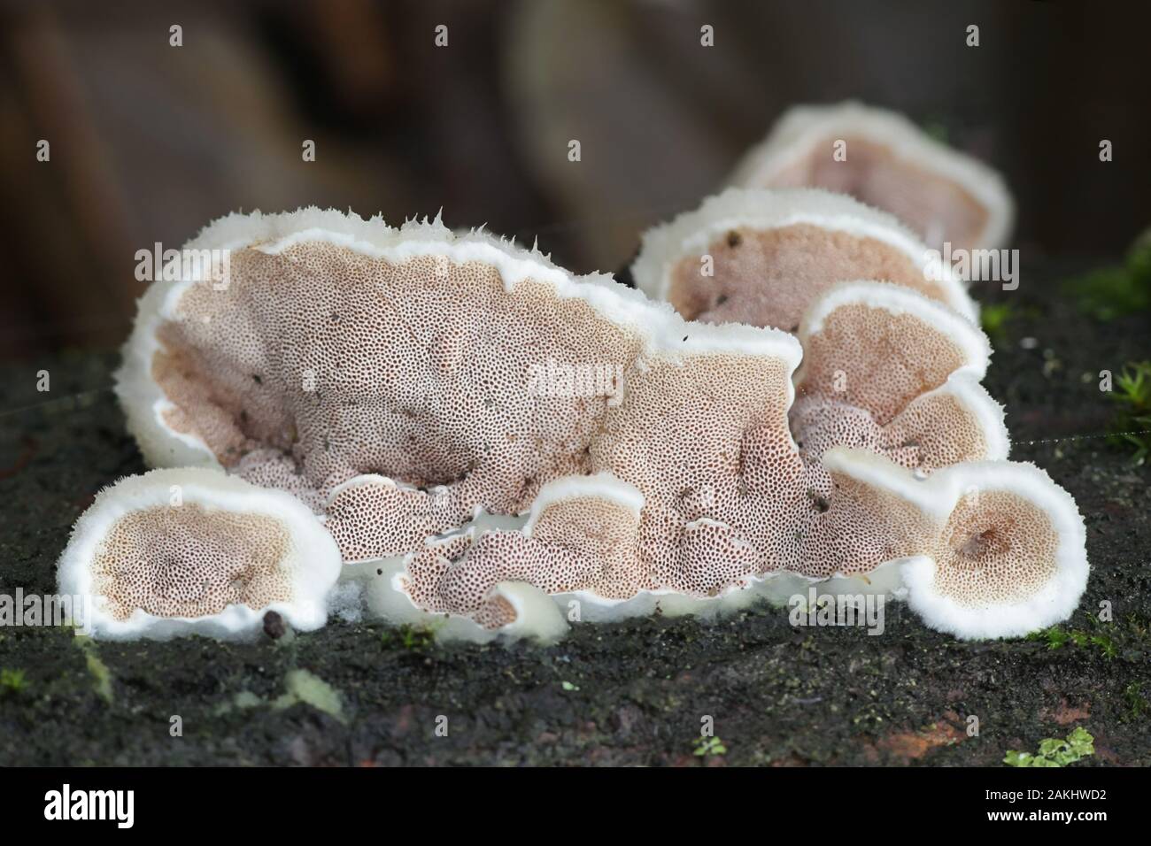 Gloeoporus dichrous, noto come aspetto gelatinoso a pori Polypore o staffa bicolore, staffa selvatici fungo dalla Finlandia Foto Stock