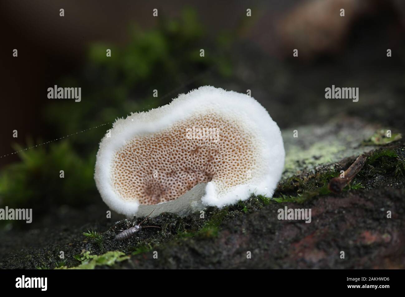 Gloeoporus dichrous, noto come aspetto gelatinoso a pori Polypore o staffa bicolore, funghi selvatici dalla Finlandia Foto Stock