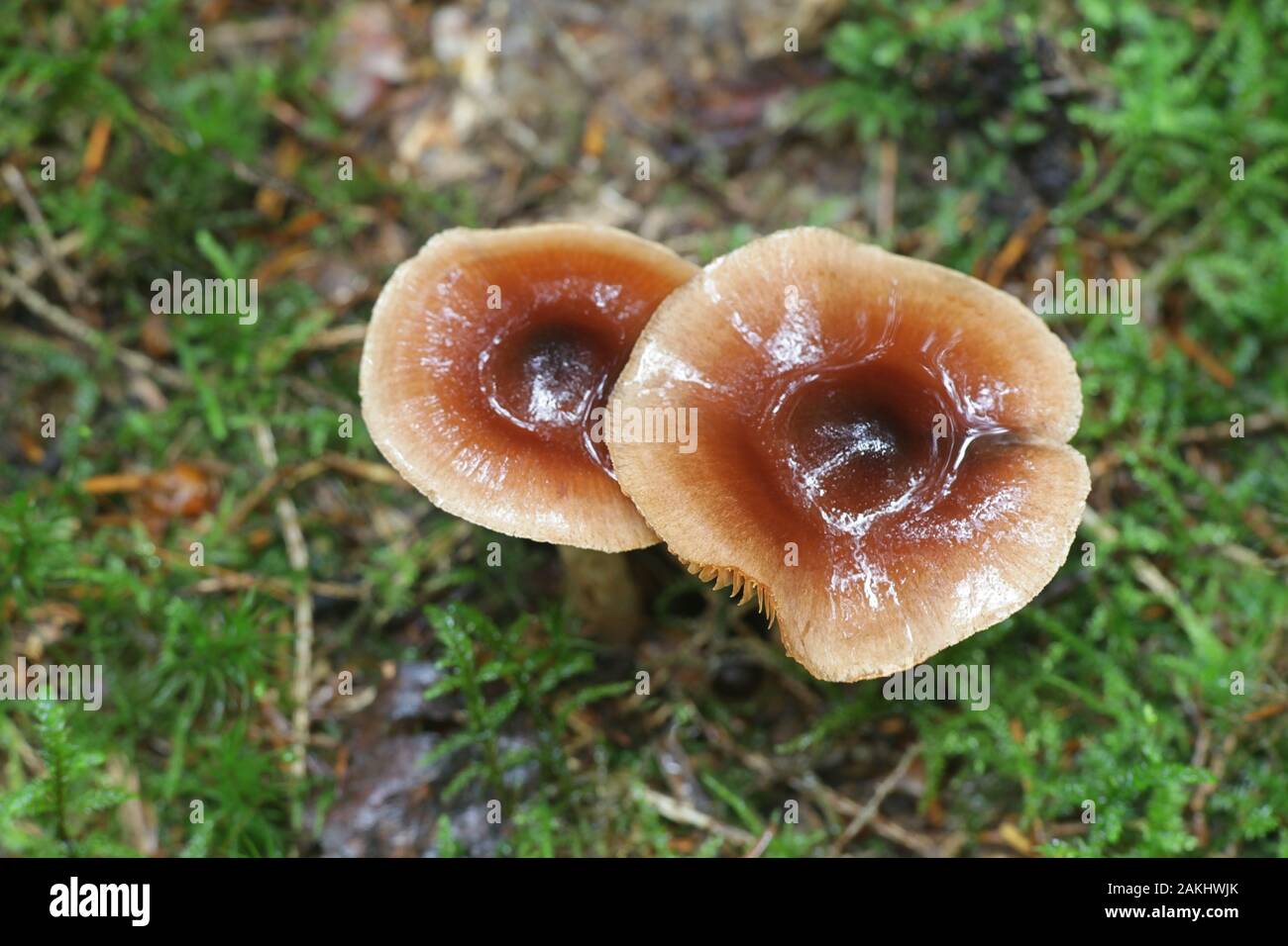 Hebeloma mesophaeum, noto come poisonpie velato o torta di veleno di funghi selvatici dalla Finlandia Foto Stock