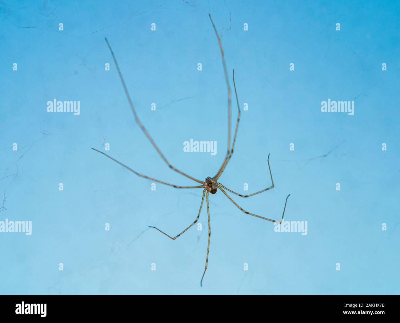 Foto macro del ragno di papà gambe lunghe (Phalangium opilio). Il ragno è nella sua ragnatela, appeso. Sfondo blu. Foto Stock