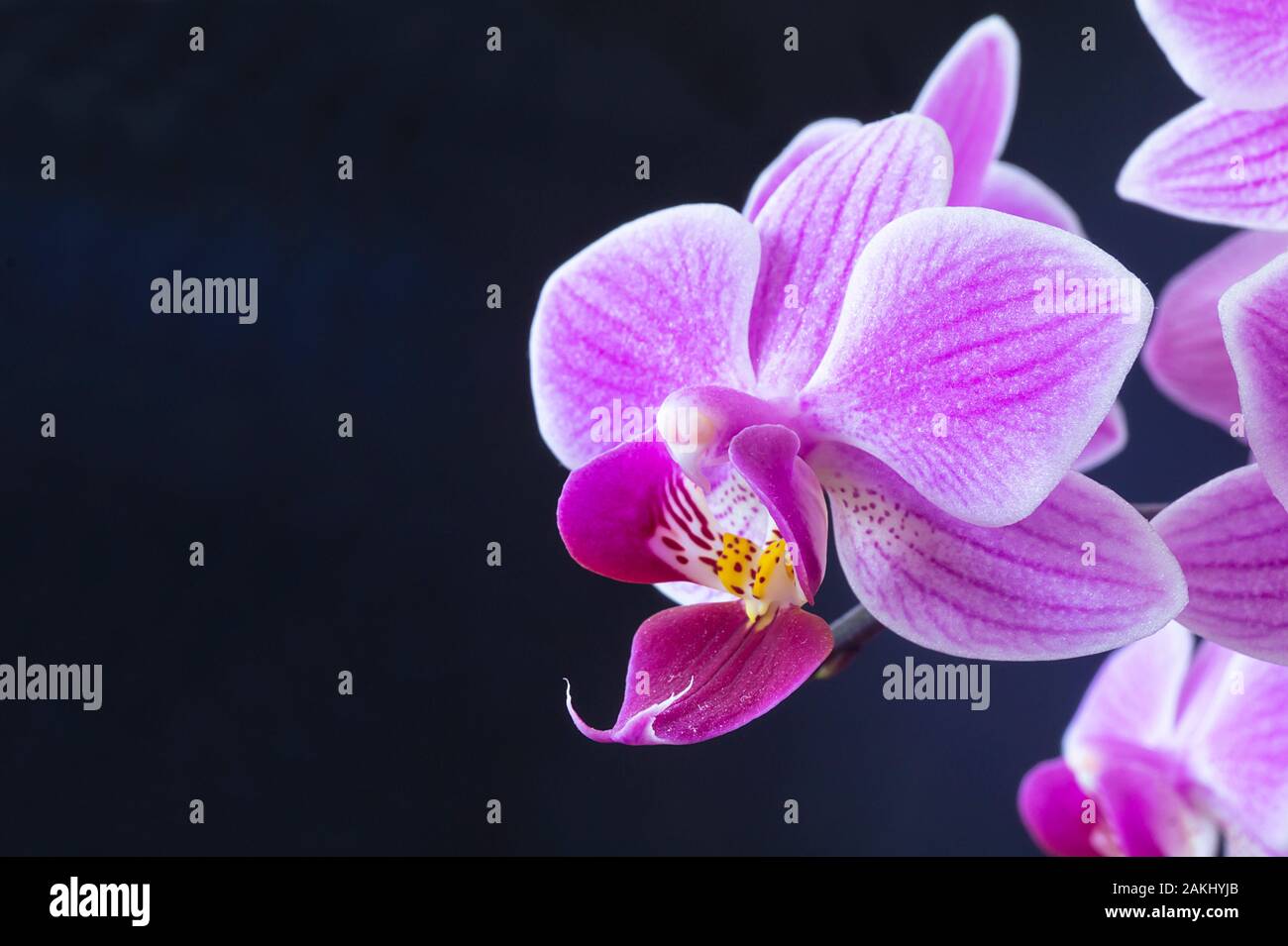 Bel fiore orchidee close-up isolato su sfondo nero Foto Stock