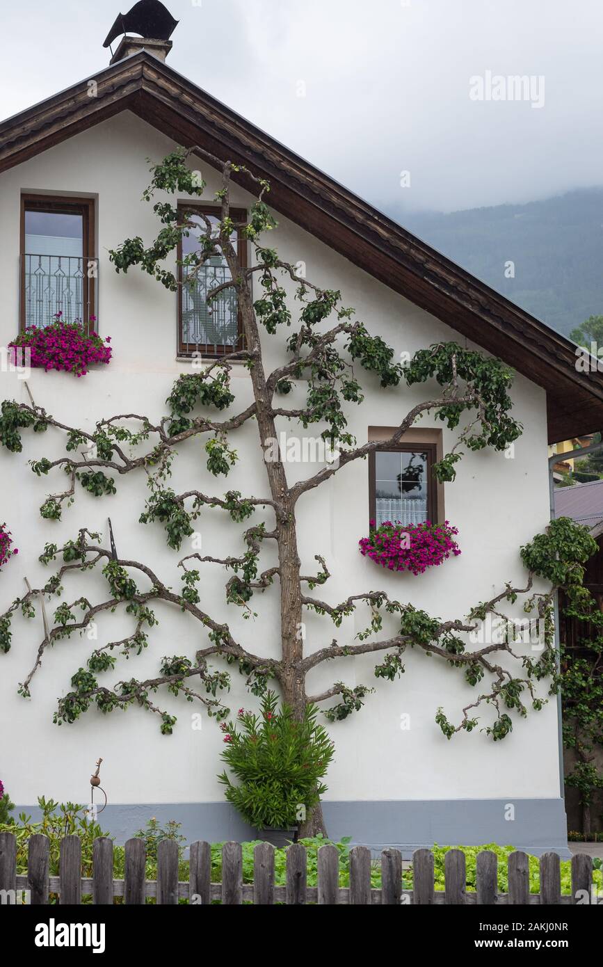 Spalliera pear tree lungo il muro di una casa in Tirol, Austria Foto Stock