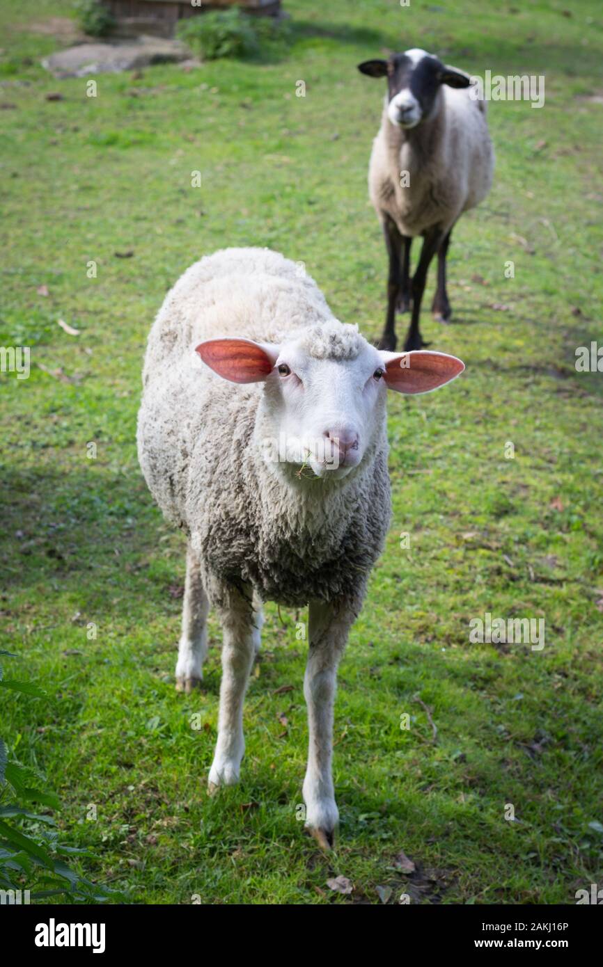 Un branco di pecore pascolano sul prato all'aria aperta. Allevamento di Bestiame. Foto Stock