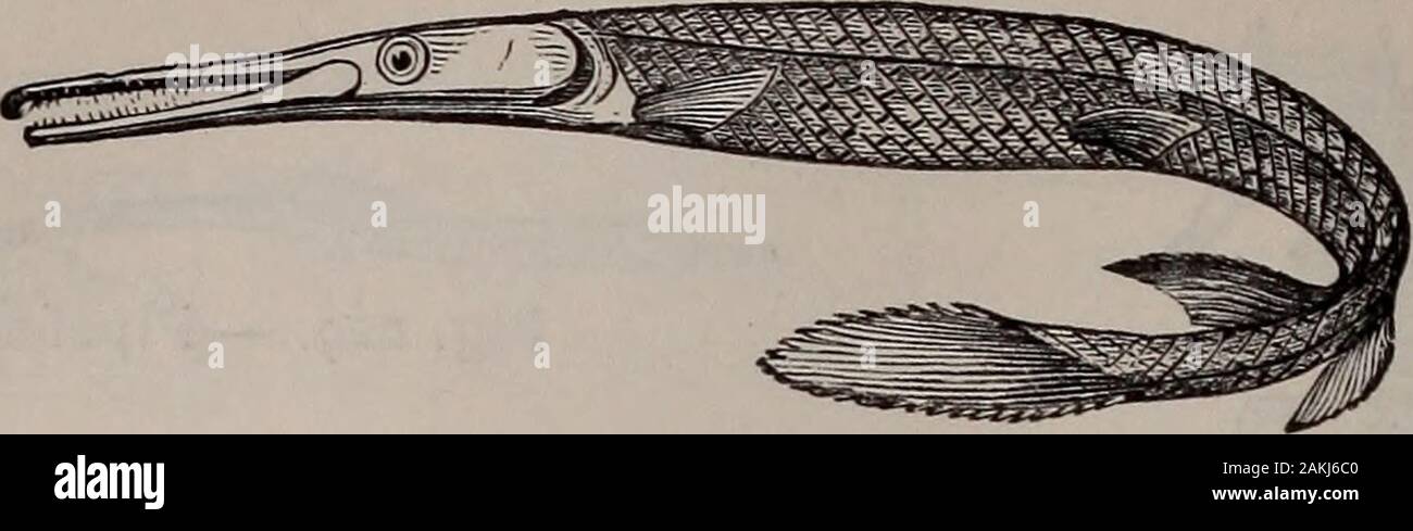 Storia naturale di animali; . Fig. 233.- storioni. $6 Vertebrati: pesci.. Fig. 234.- Garpike. Il Garpike della valle del Mississippi ha un longbody e ganasce lunghe, armati con numerosi denti affilati.Il suo corpo è coperto con scale smaltato dotato closelytogether. Gli squali, Selachians o. Questi sono i pesci marini con un scheletro cartilagineo.Essi sono spesso di grande e di solito molto feroce.Essi variano da quattro a trenta piedi di lunghezza ; theirteeth sono numerosi, sharp come lancette, e infliggere ferite theseverest. I piccoli animali marini, andeven uomini, cadere in preda a loro. I raggi, o pattini, sono Foto Stock