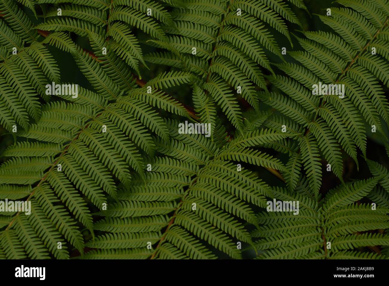 Foglie di felce d'argento neozelandese fronds, alsofila dealbata, argento tree-feln, Cyathea dealbata, ponga, punga, Kohimarama, Auckland Foto Stock