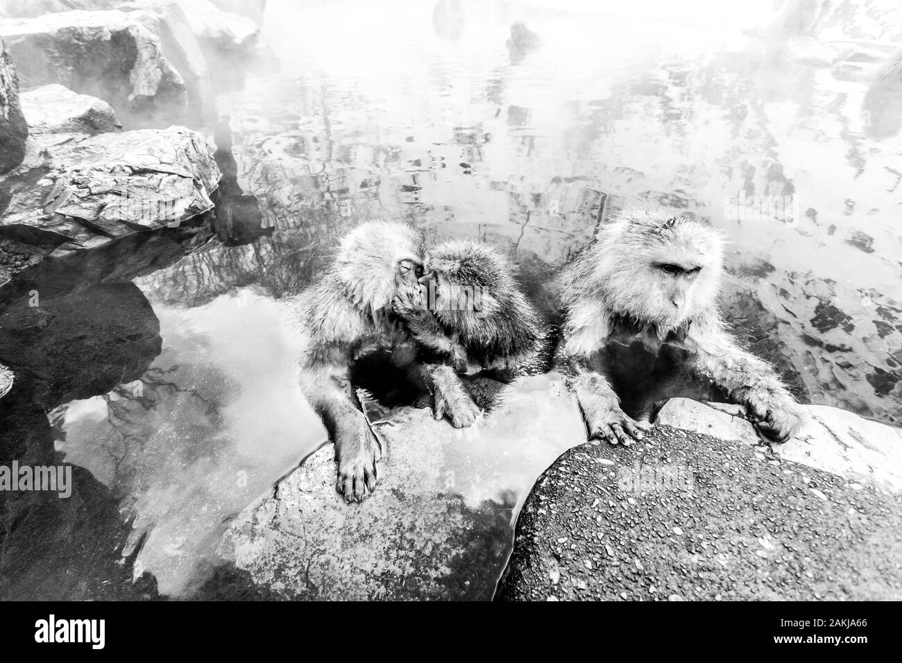 Neve (scimmia macaco giapponese) famiglia seduta in una primavera calda. Giappone Foto Stock